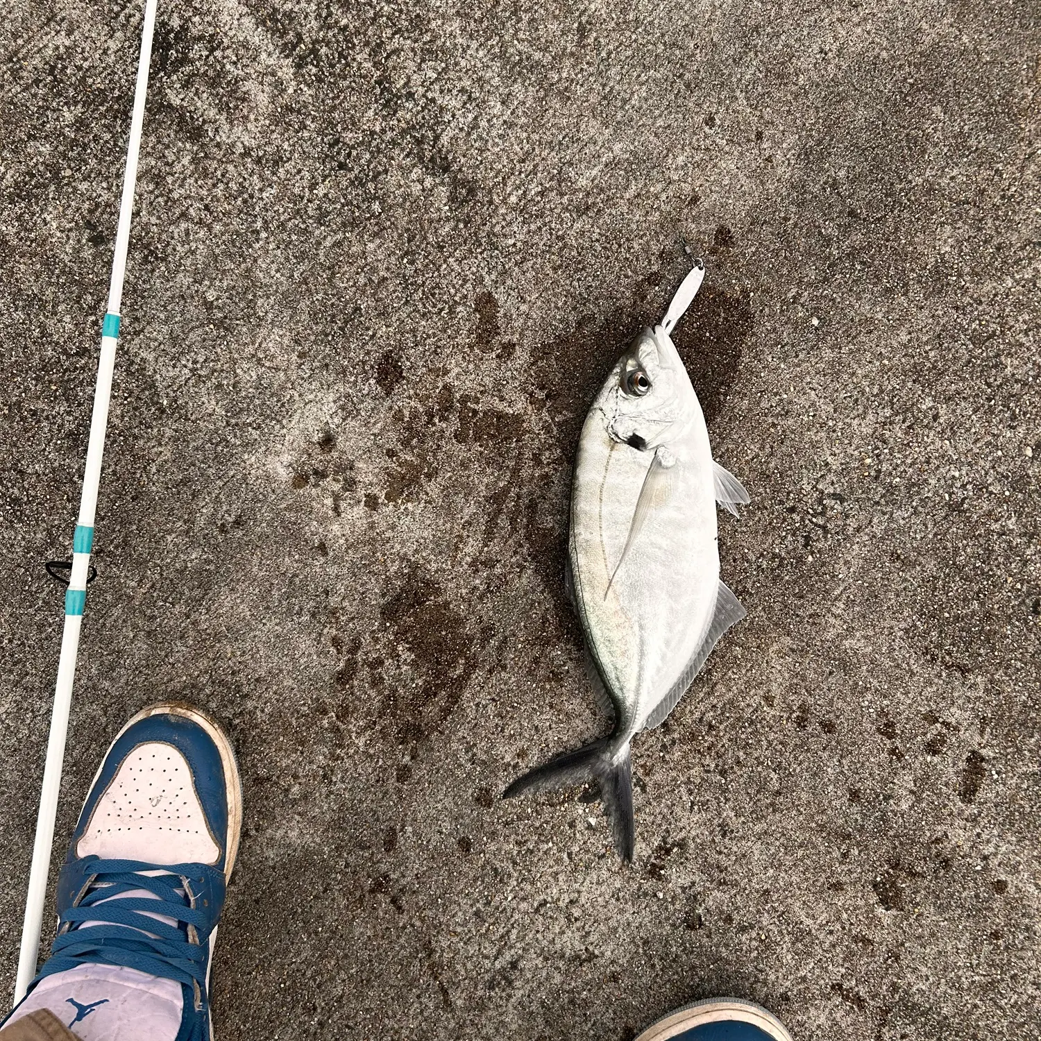 The most recent White trevally catches on Fishbrain