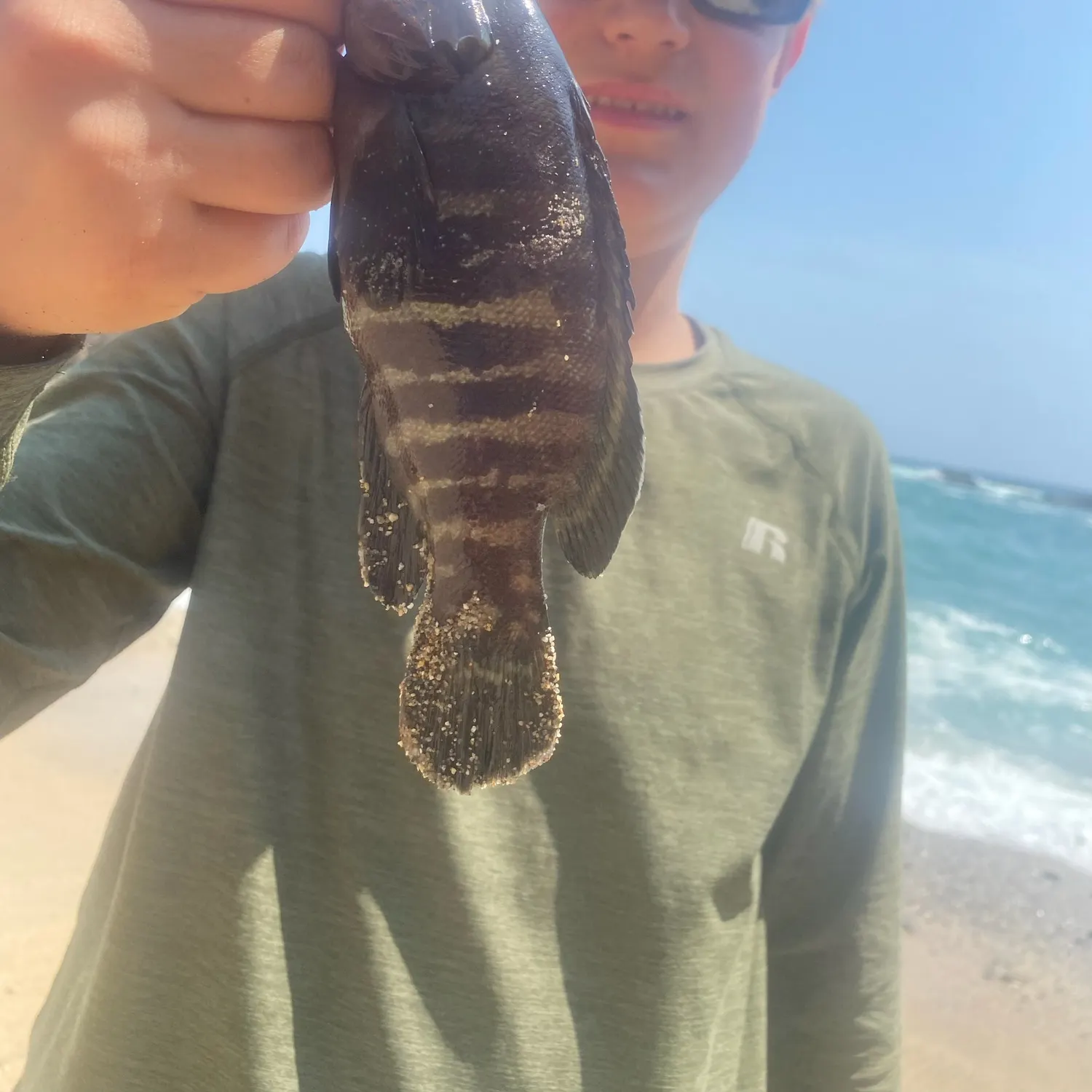 The most recent Pacific cubera snapper catches on Fishbrain