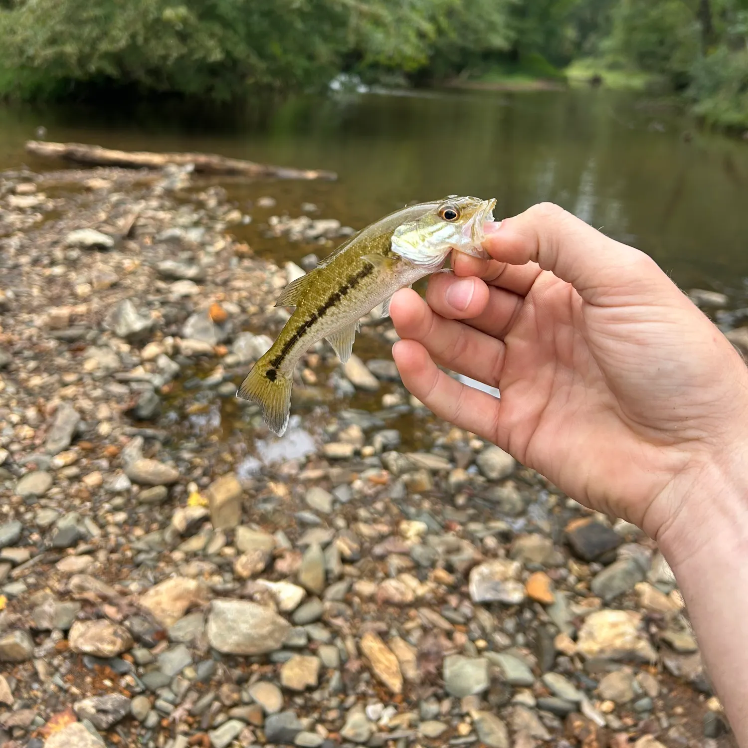 Spotted bass caught on Fishbrain