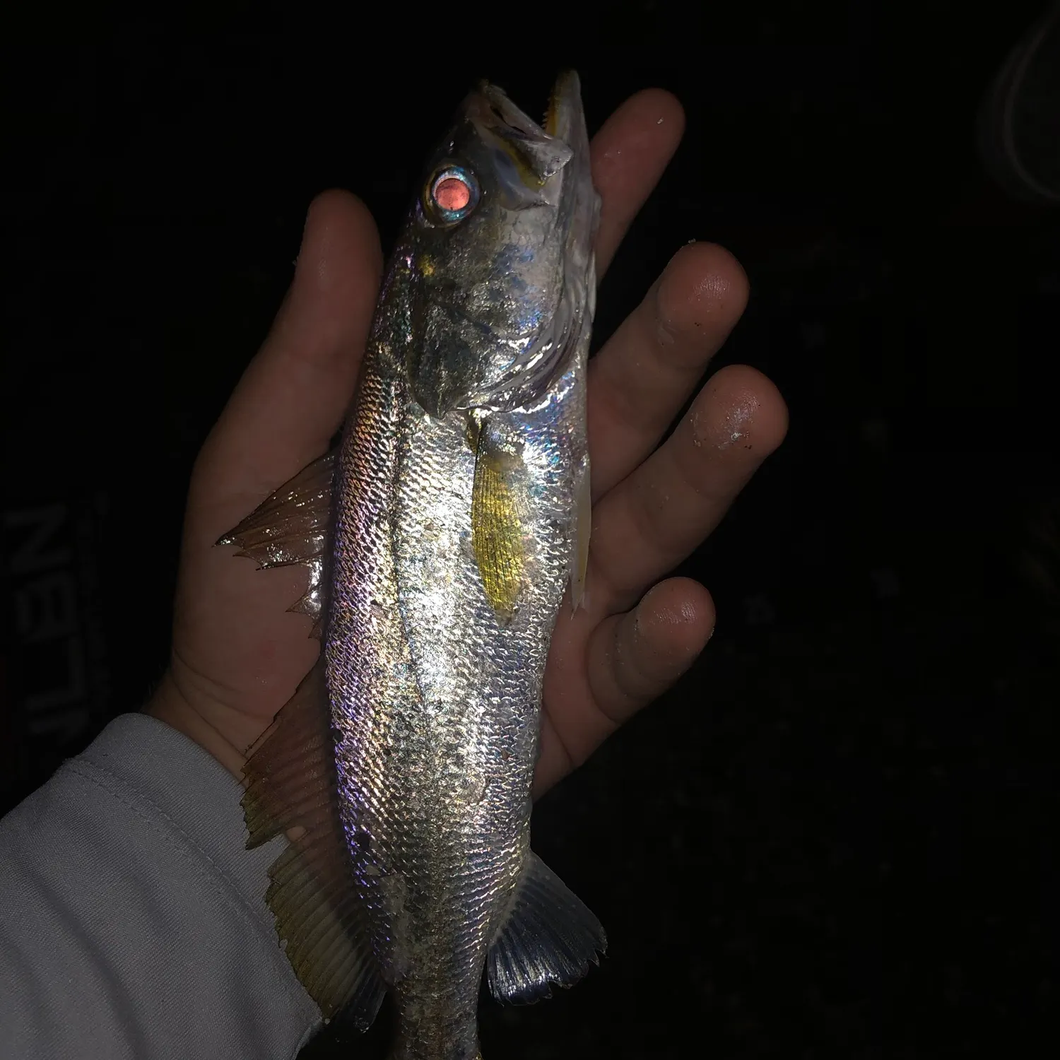 Sand seatrout caught on Fishbrain
