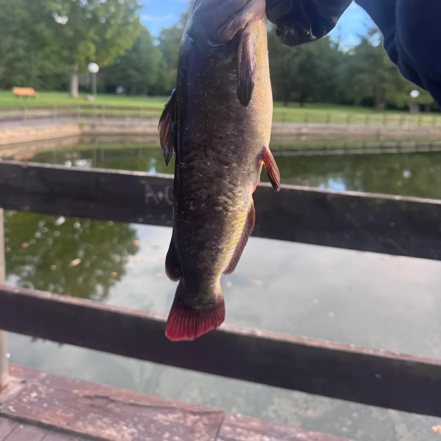 Black bullhead caught on Fishbrain