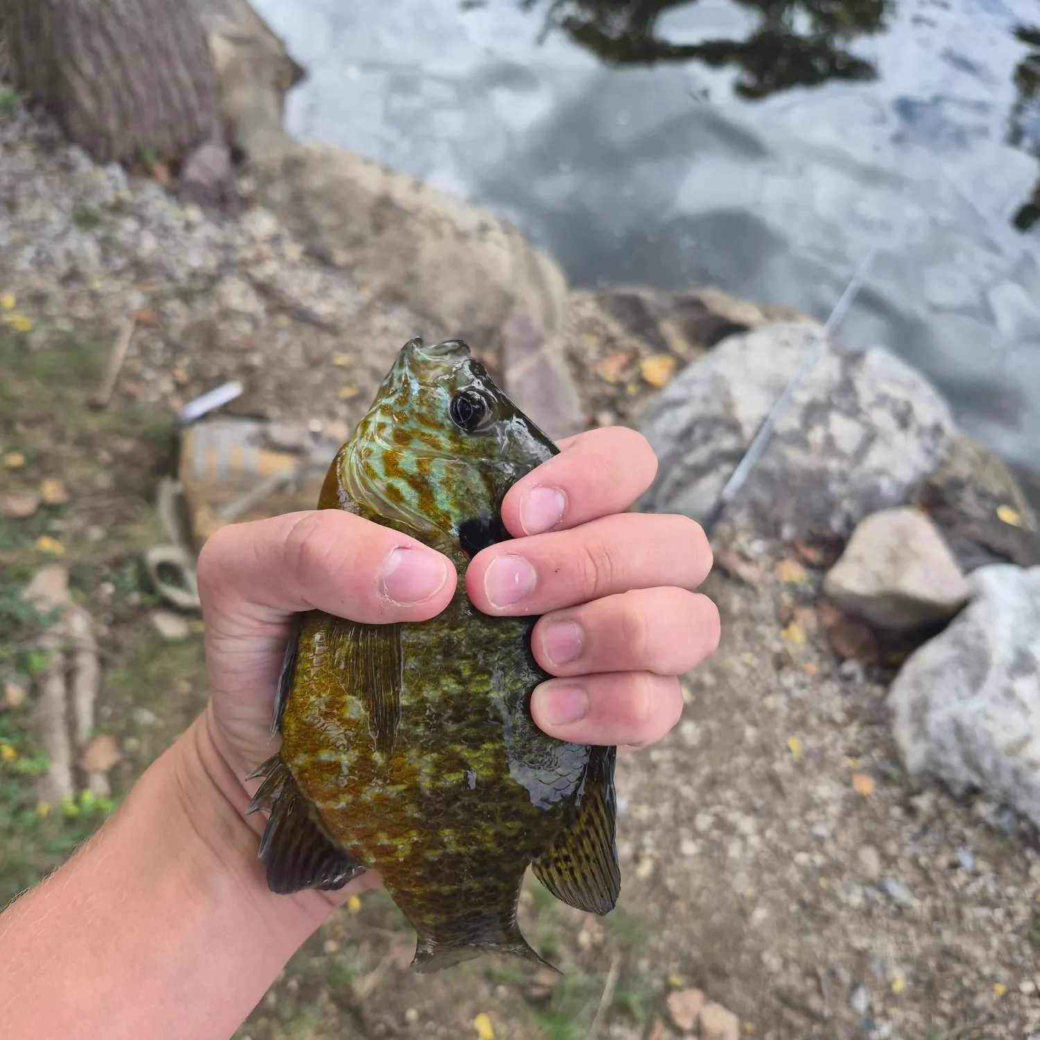 Bluegill caught on Fishbrain