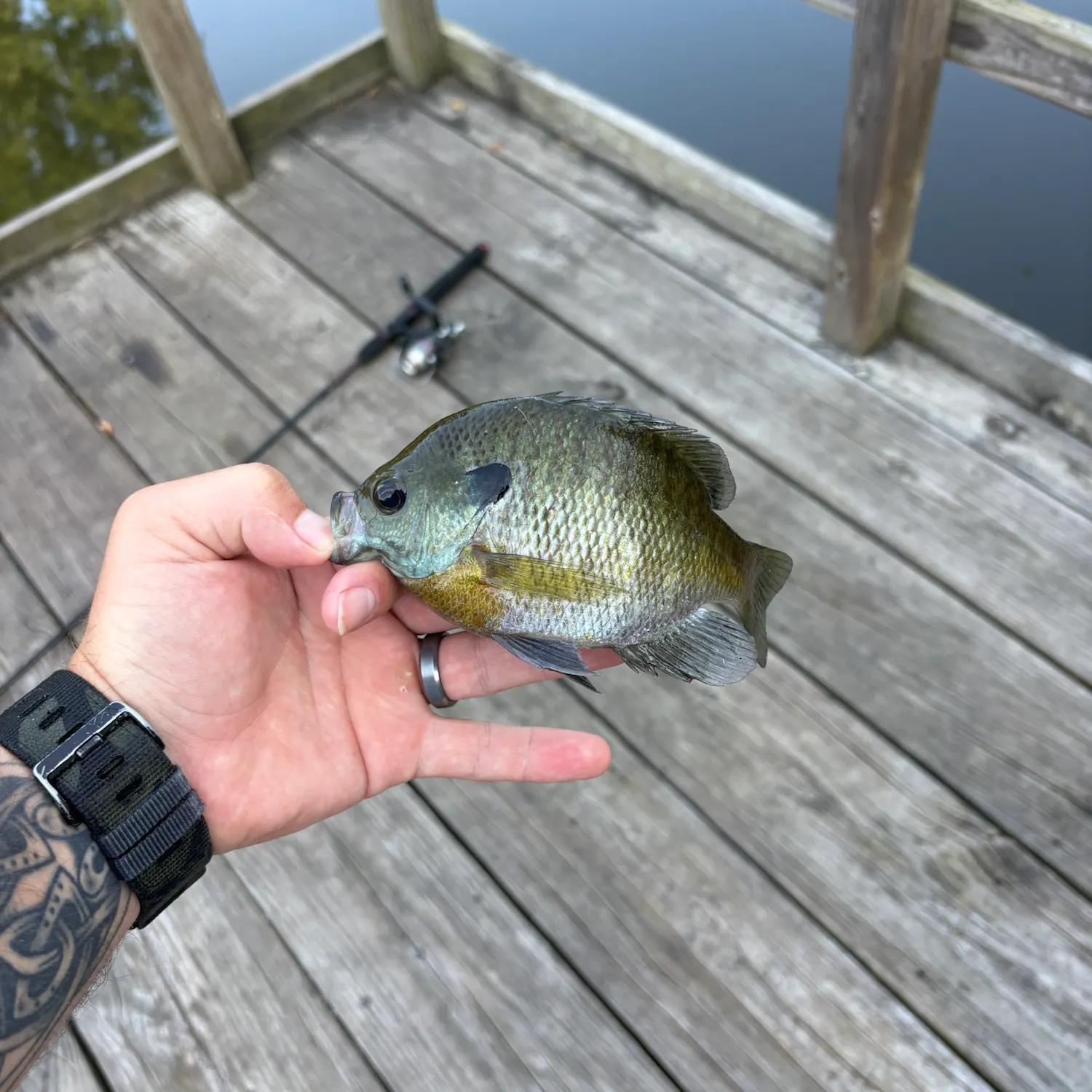 Bluegill caught on Fishbrain