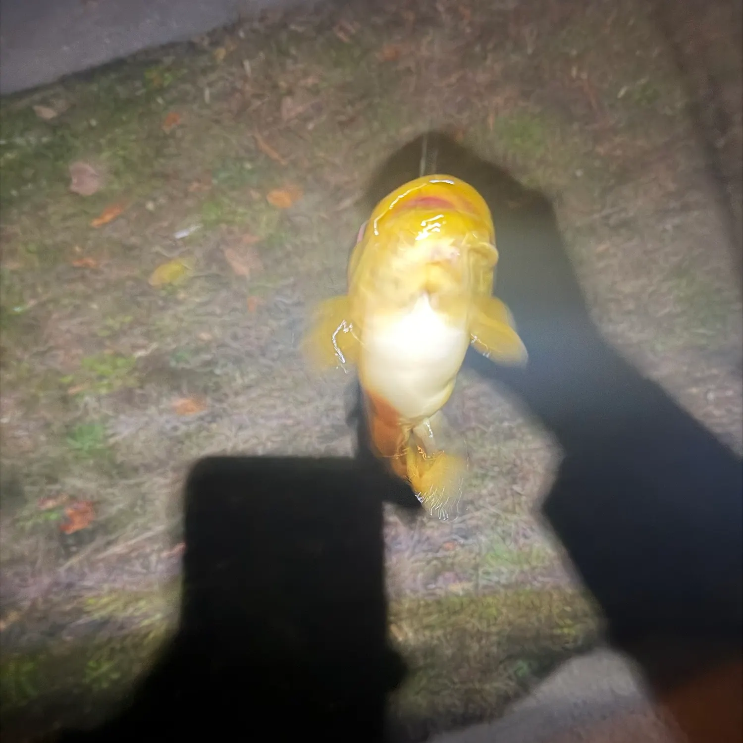 Black bullhead caught on Fishbrain