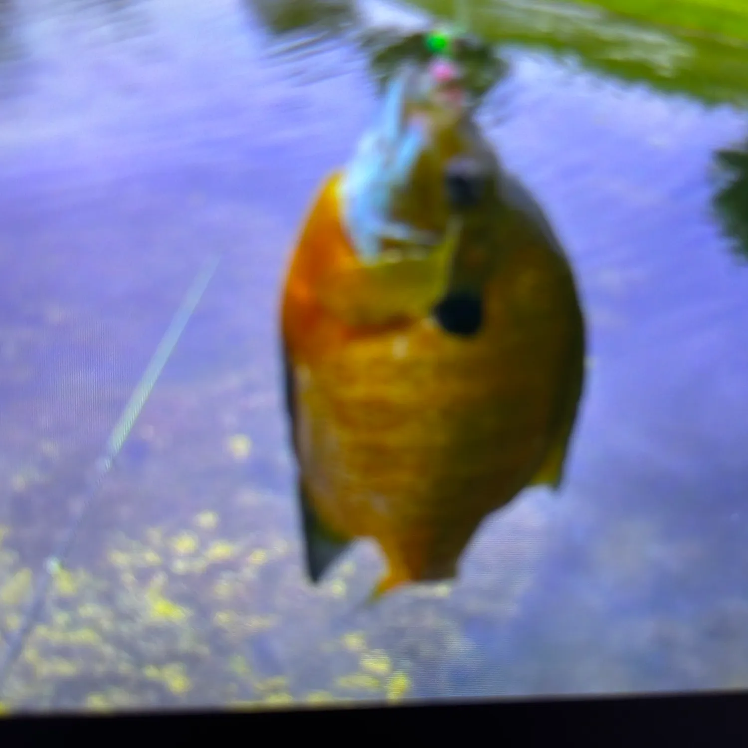 Bluegill caught on Fishbrain