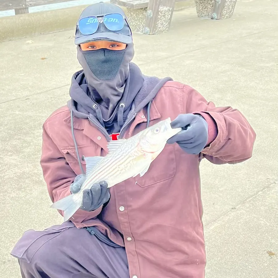 The most recent Striped bass catches on Fishbrain