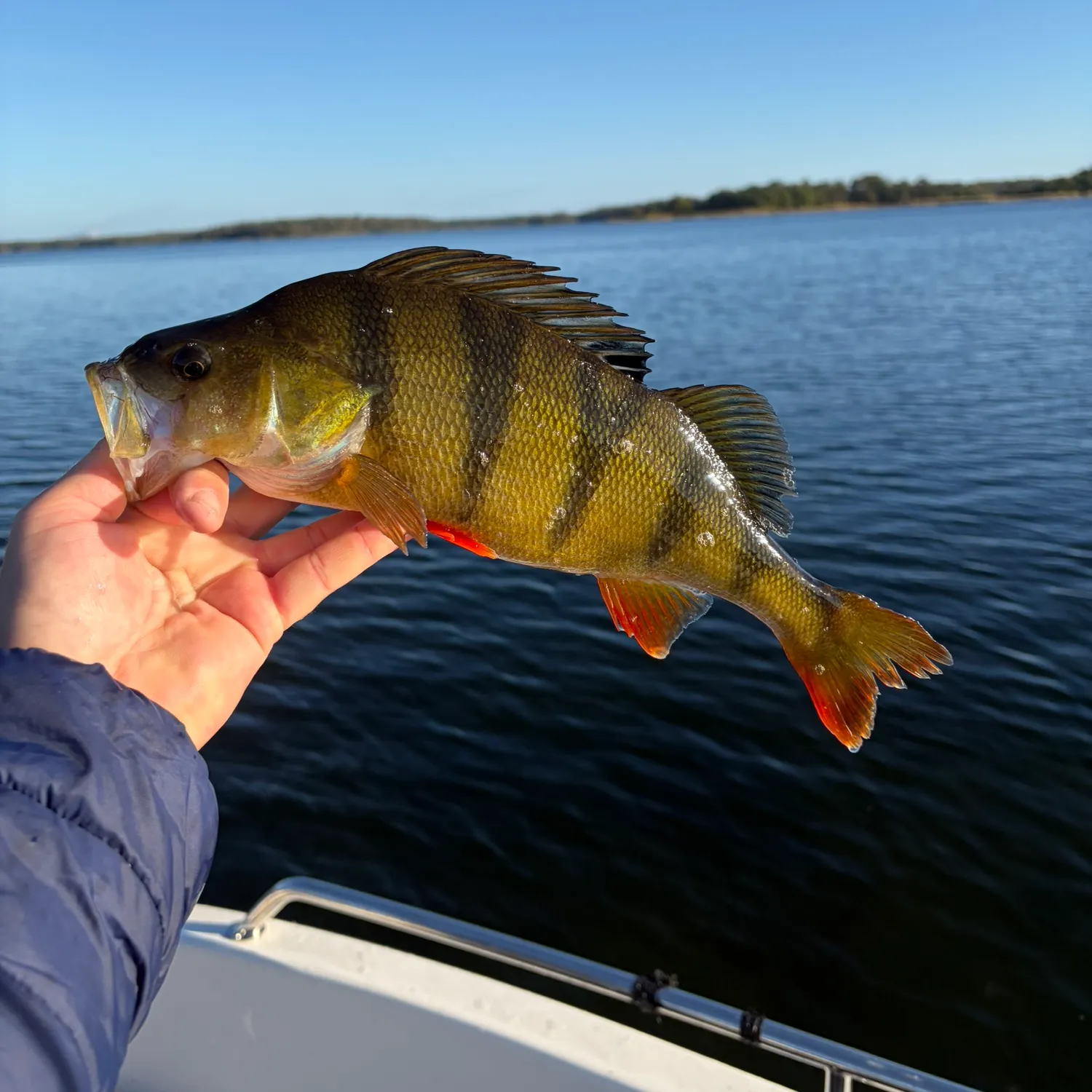 European perch caught on Fishbrain