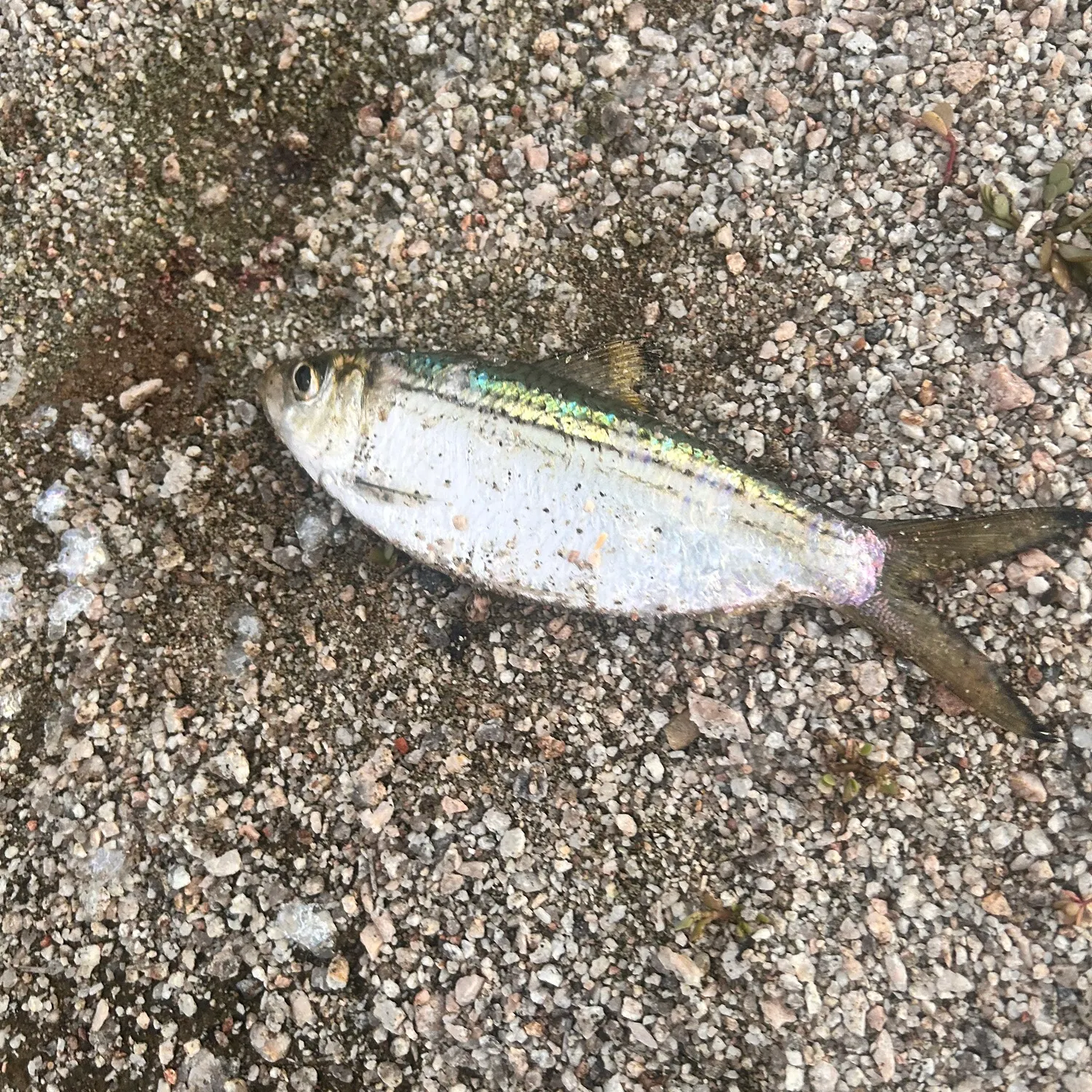 The most recent Scaled herring catches on Fishbrain