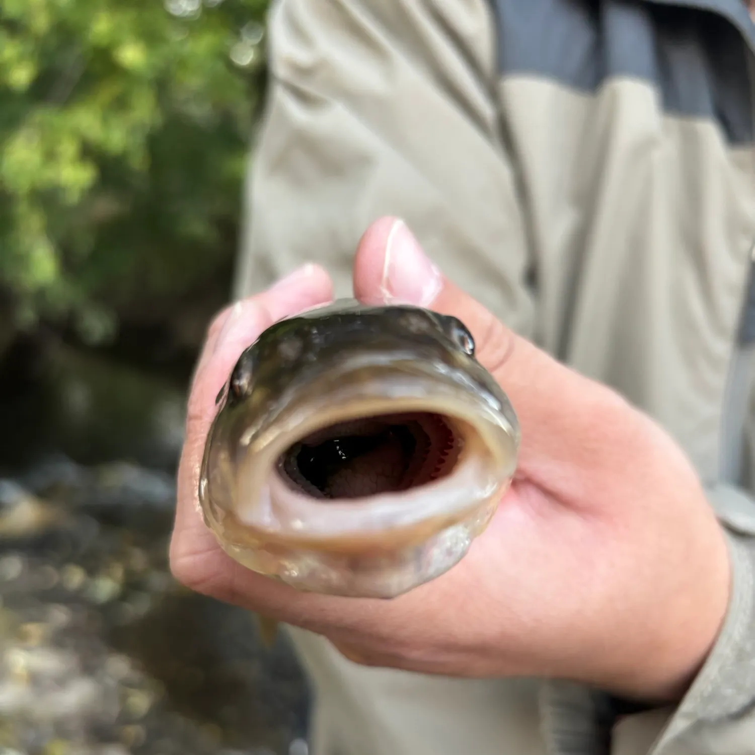Creek chub caught on Fishbrain