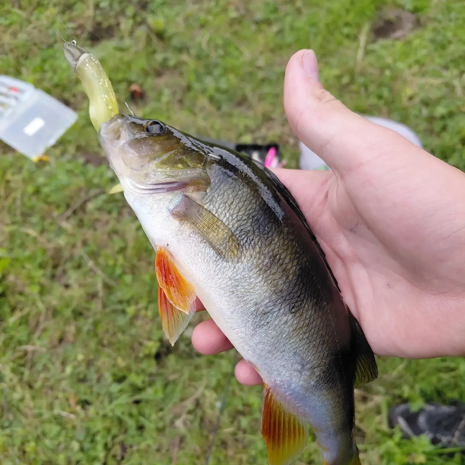 European perch caught on Fishbrain