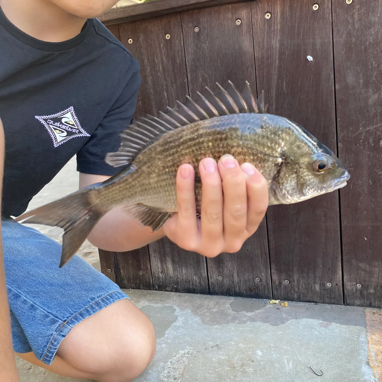 The most recent Southern black bream catches on Fishbrain