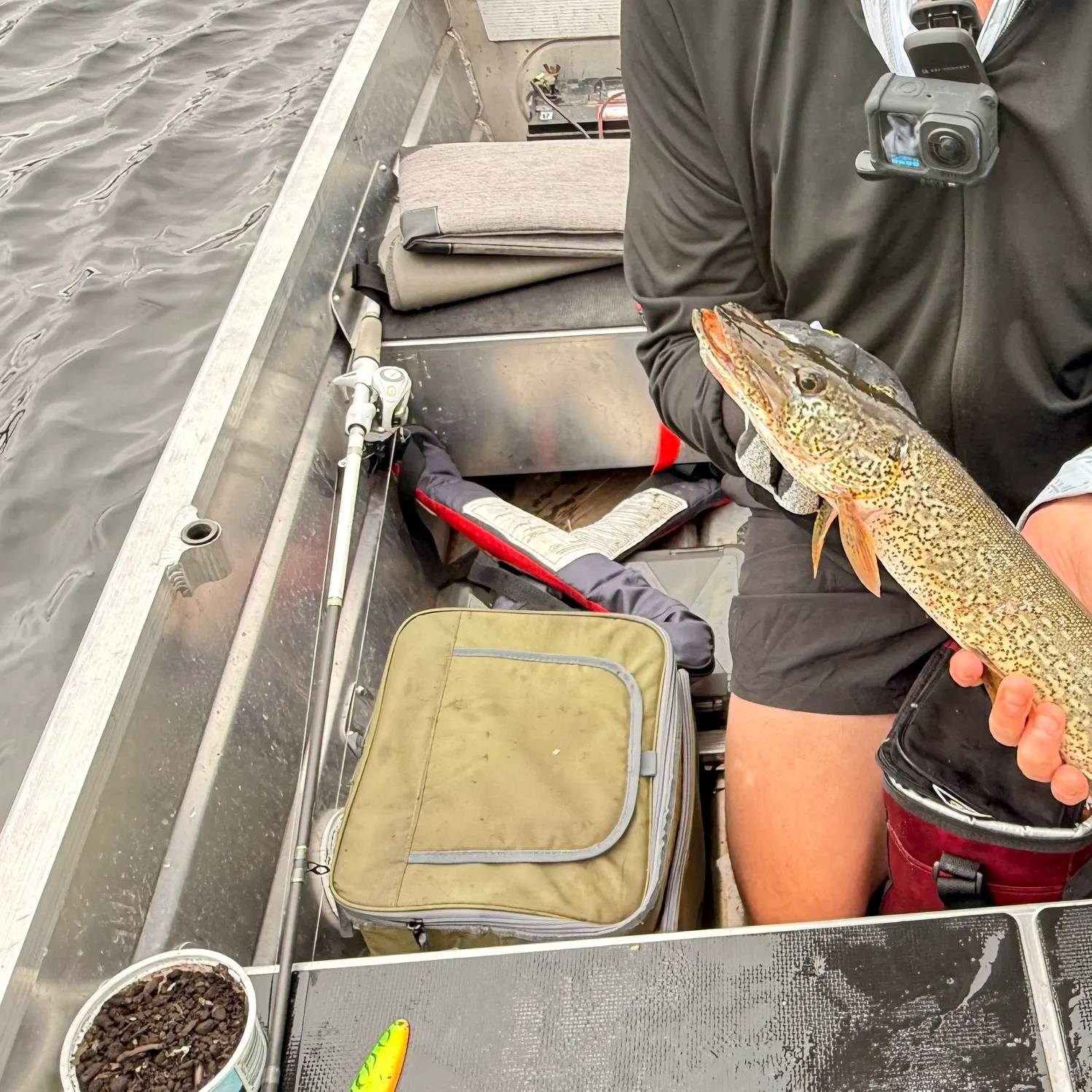 Northern pike caught on Fishbrain