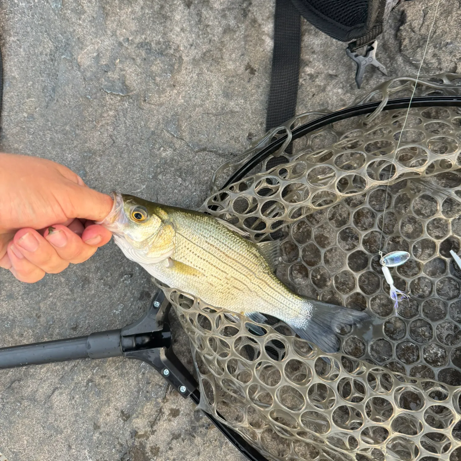 White bass caught on Fishbrain