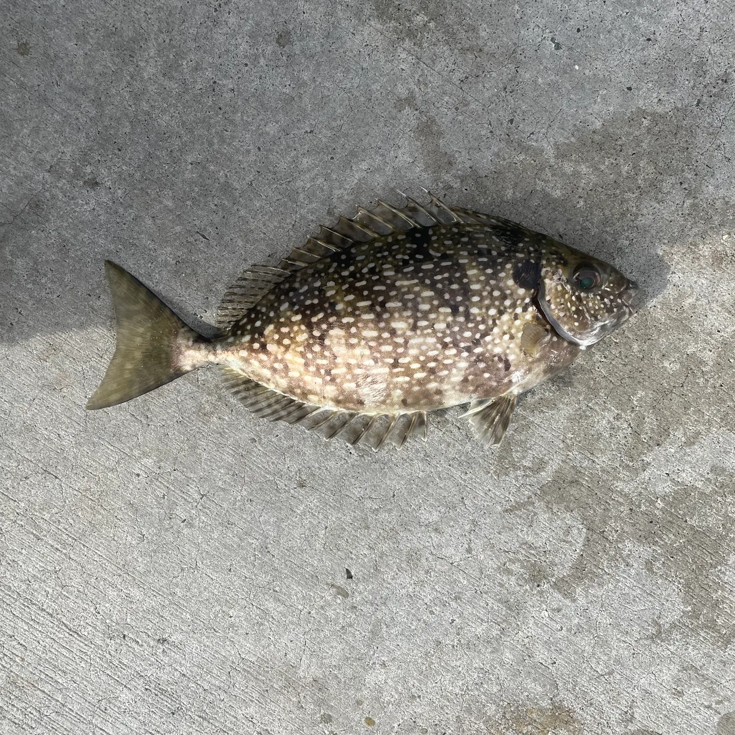 Mottled spinefoot caught on Fishbrain