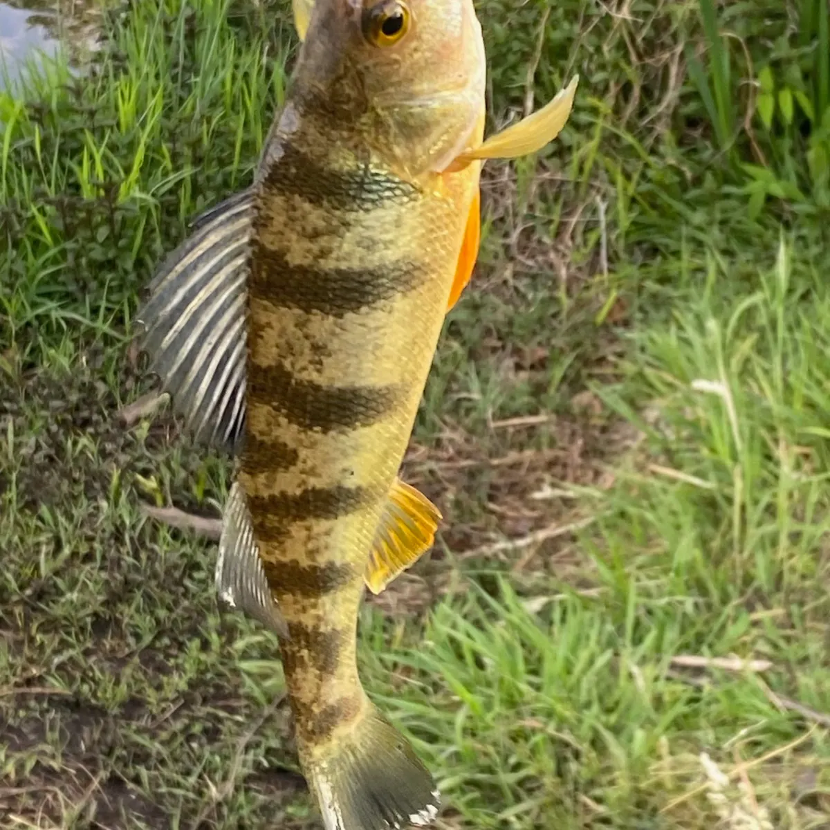 The most recent Yellow perch catches on Fishbrain