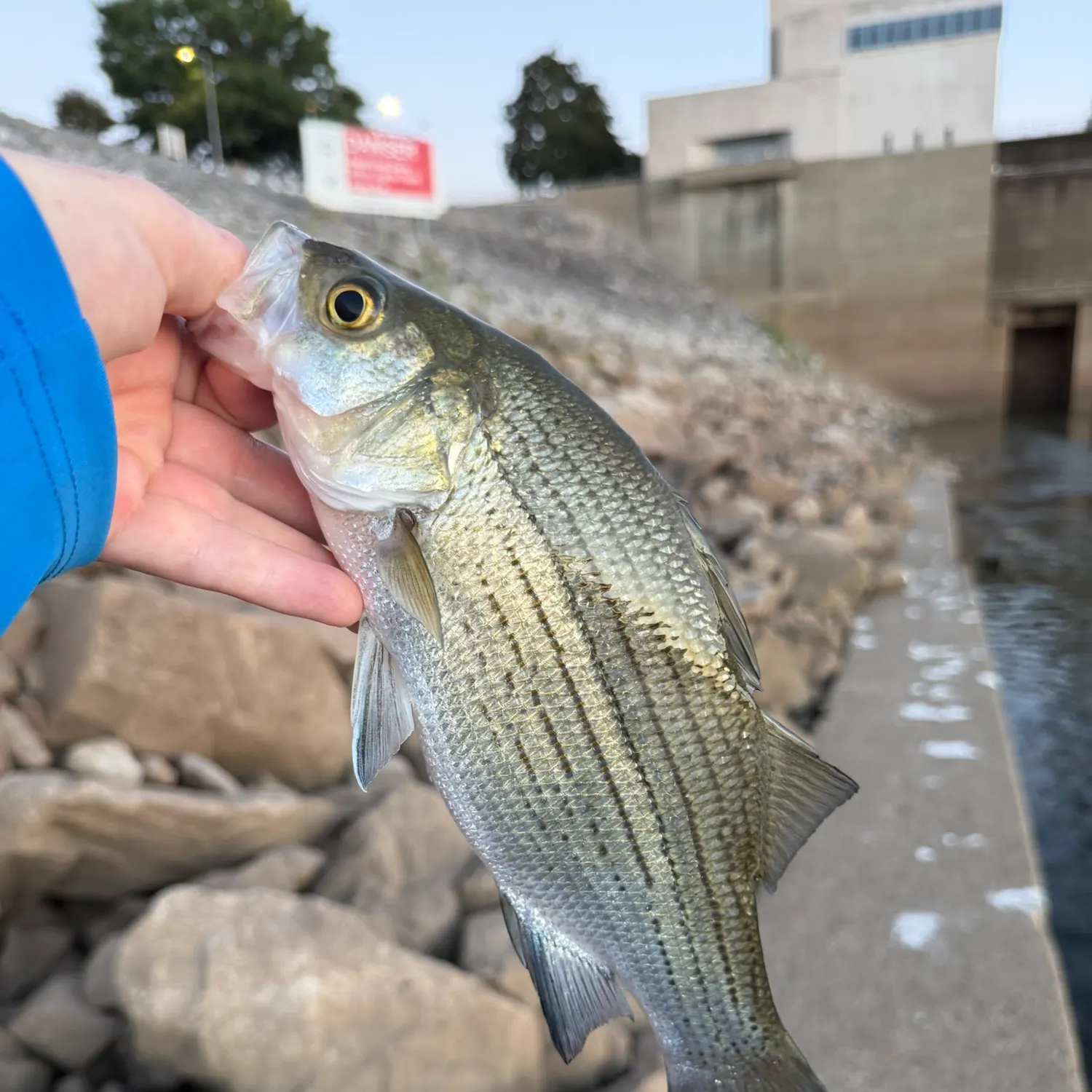 White bass caught on Fishbrain