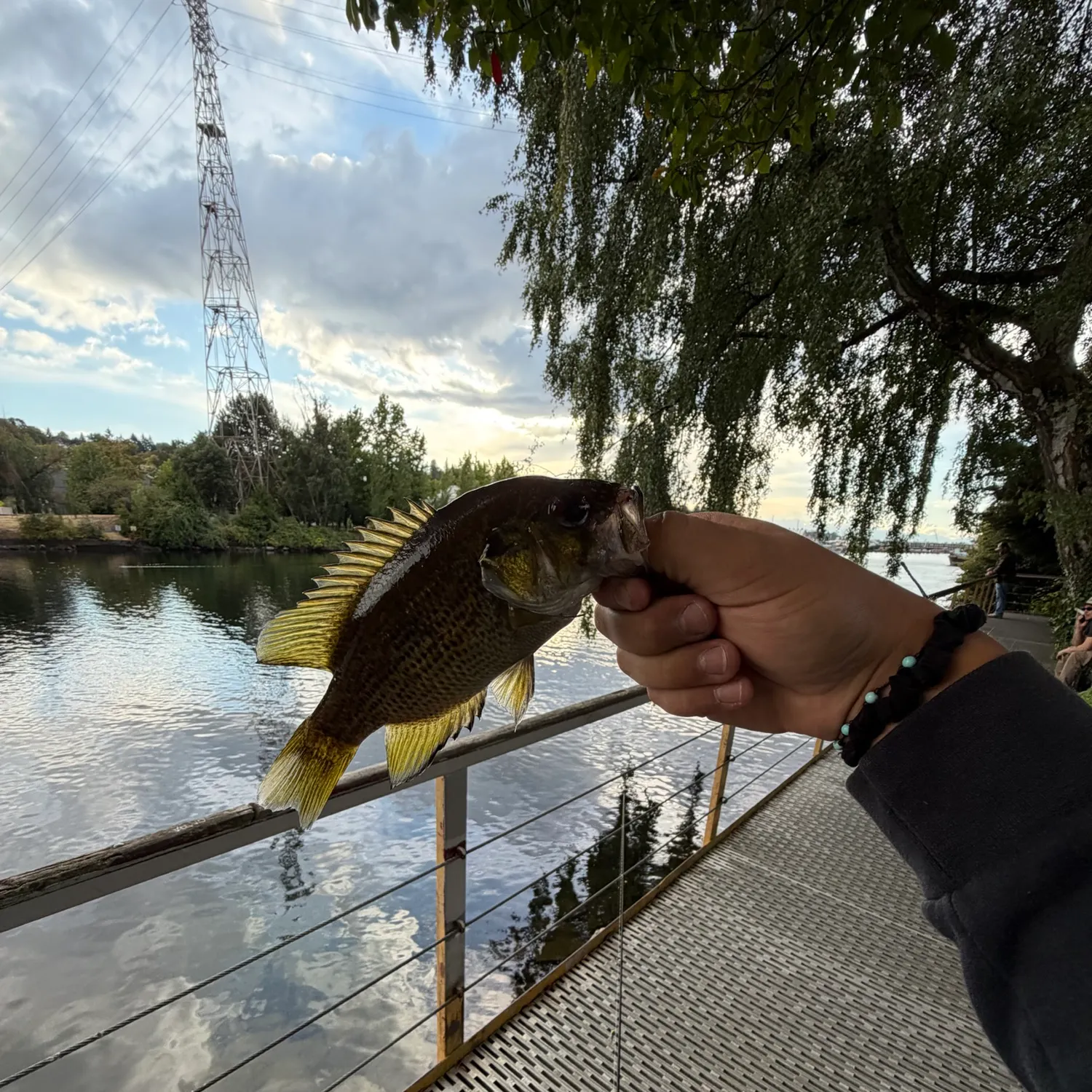 Rock bass caught on Fishbrain