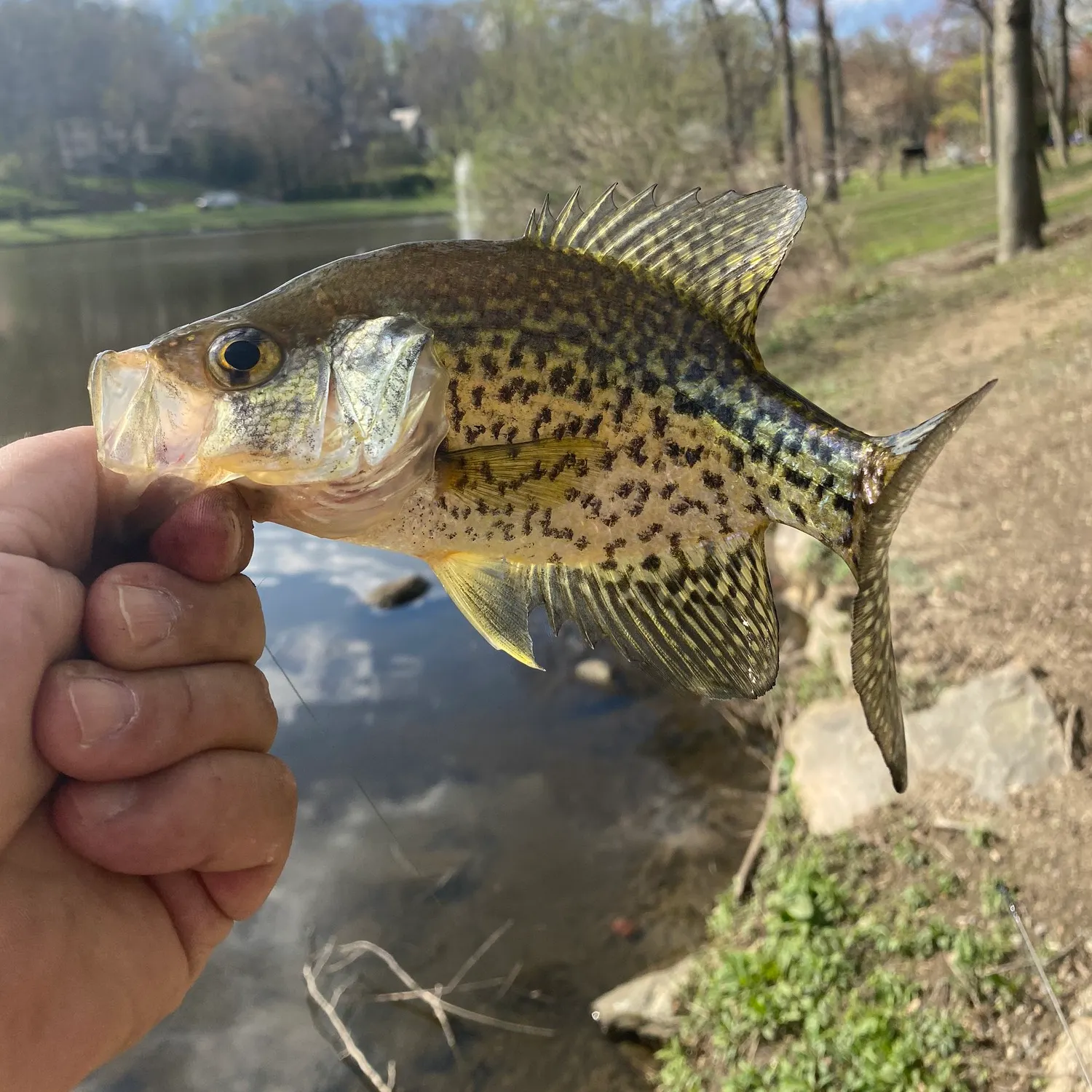 angler catch