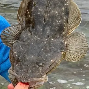 Dusky flathead caught on Fishbrain
