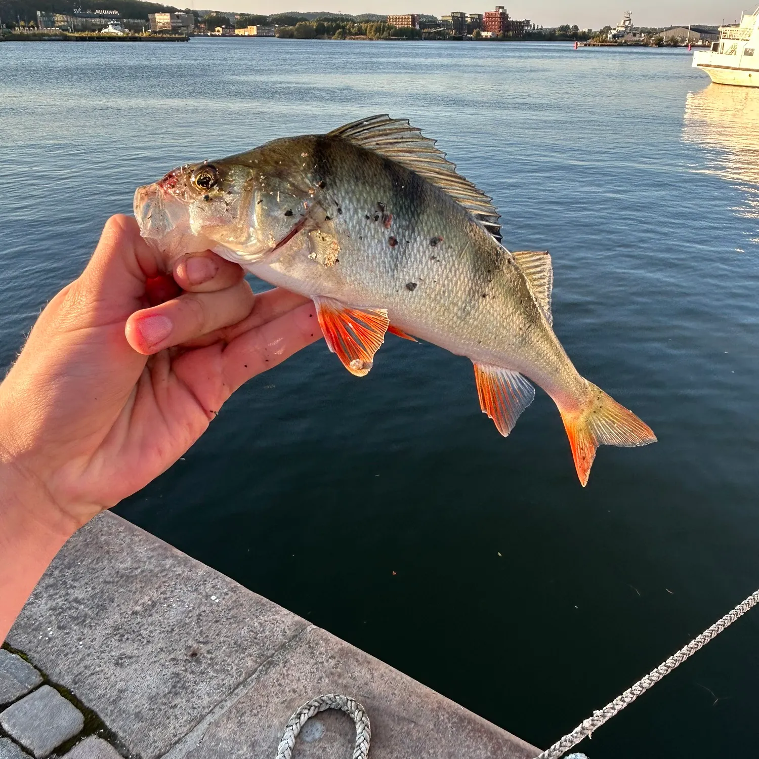 European perch caught on Fishbrain