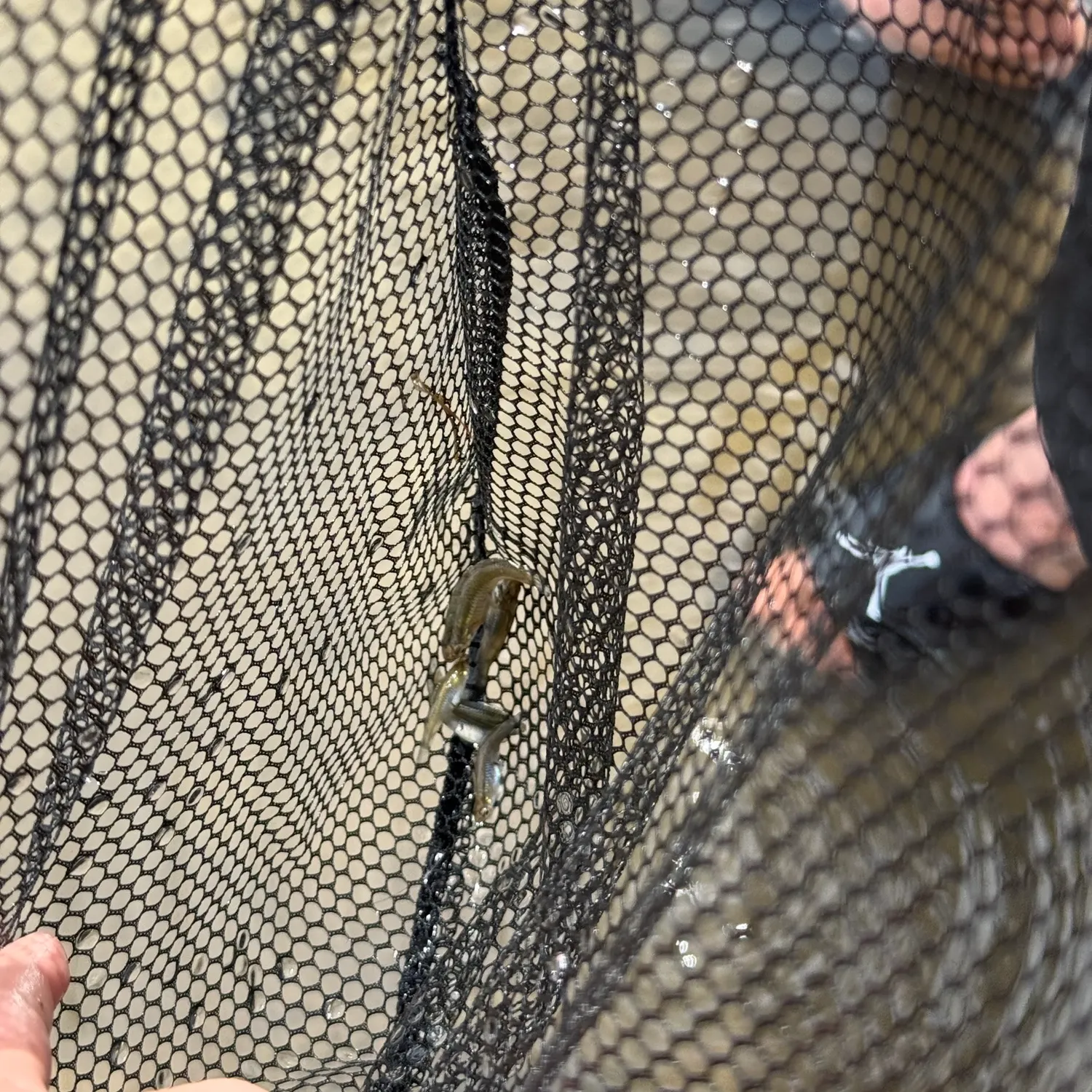 Umpqua pikeminnow caught on Fishbrain