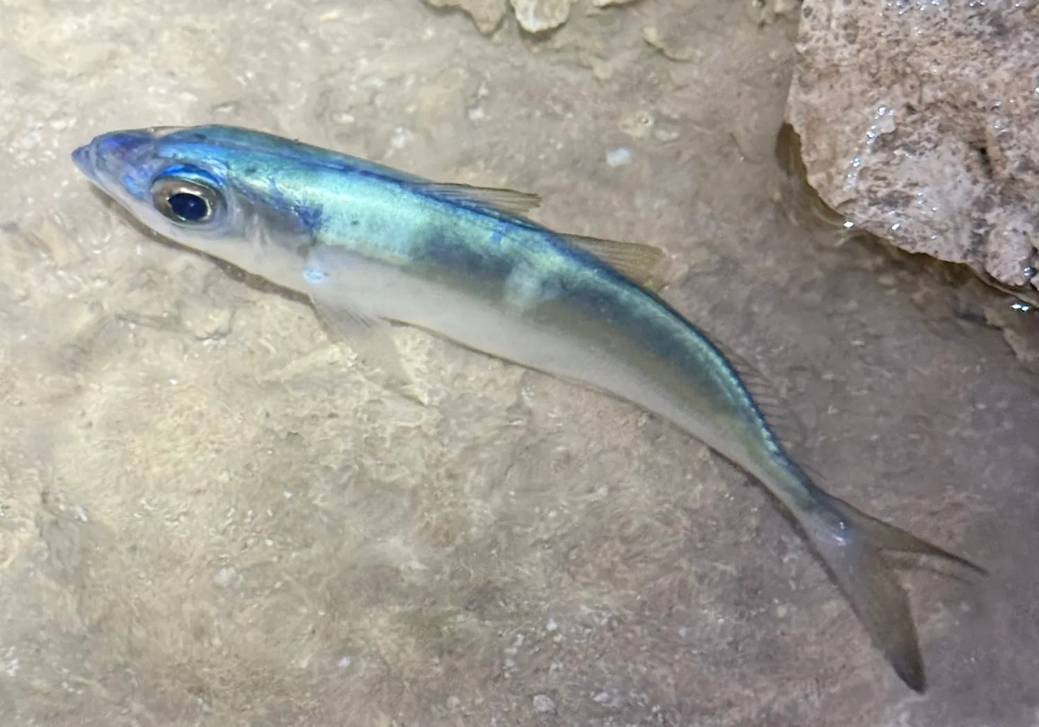 Atlantic horse mackerel