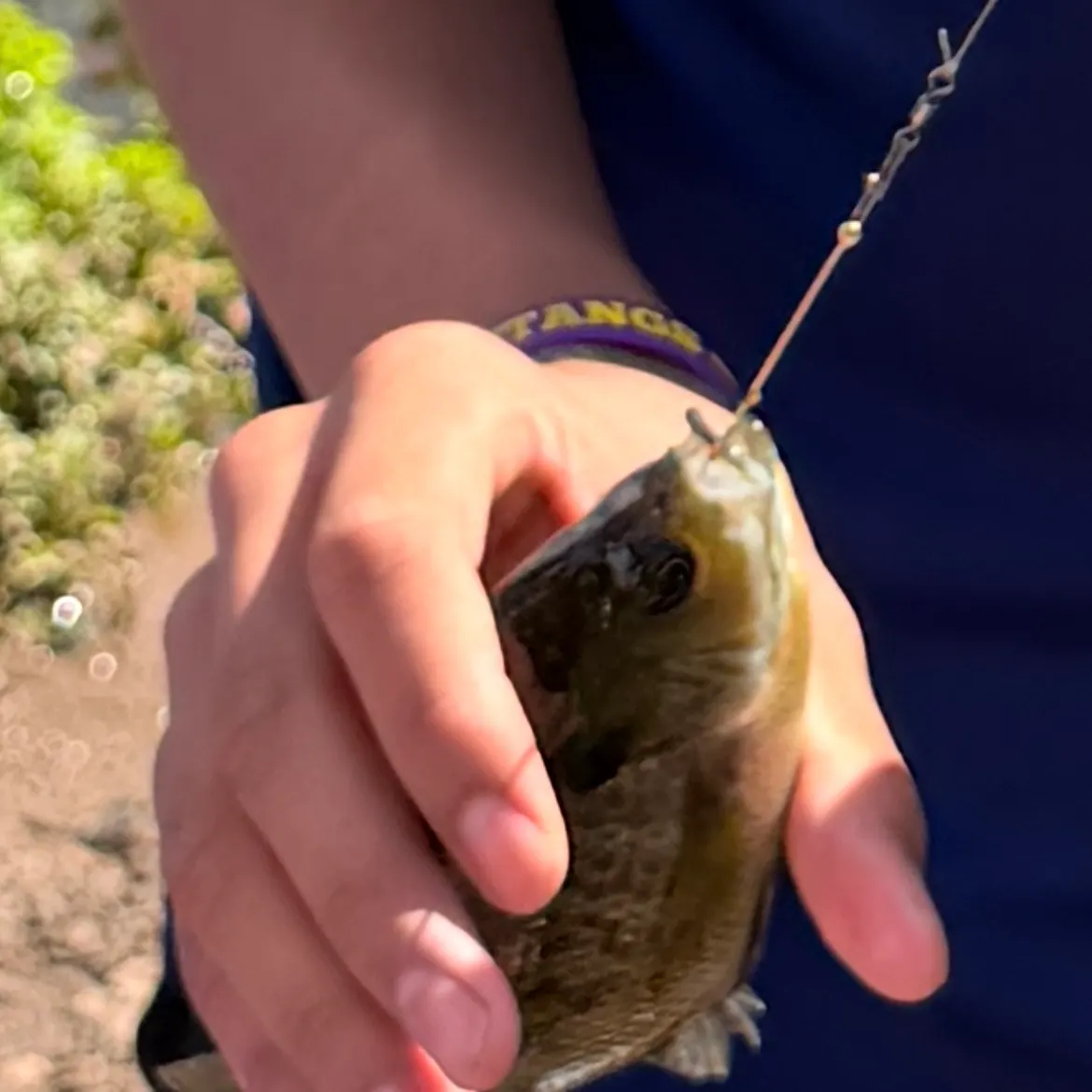 Bluegill caught on Fishbrain