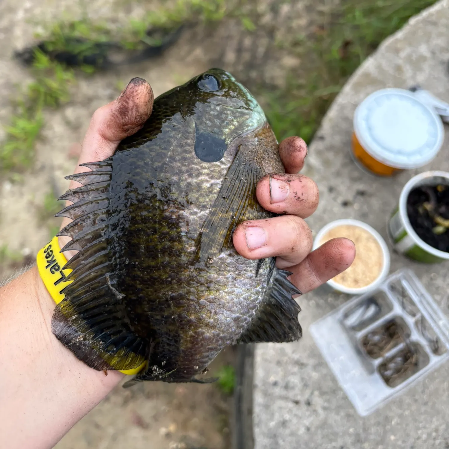 Bluegill caught on Fishbrain