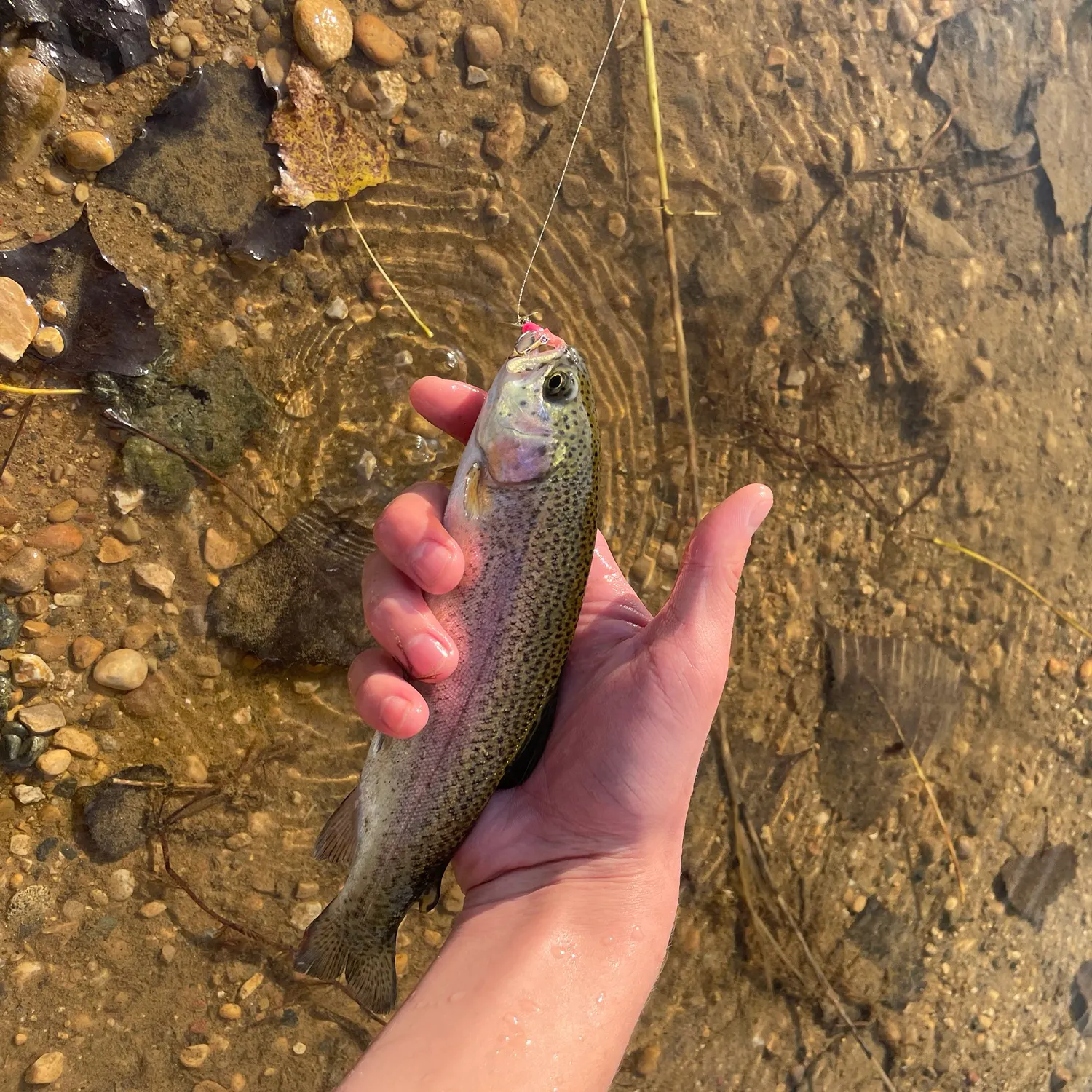 Rainbow trout caught on Fishbrain