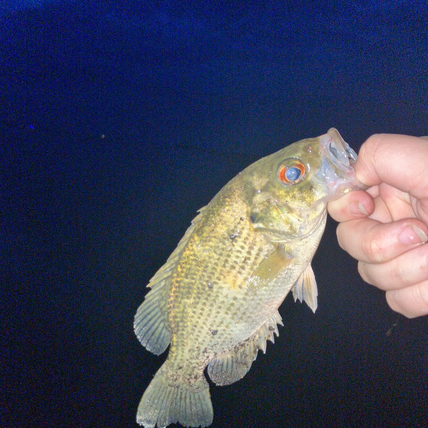 Rock bass caught on Fishbrain