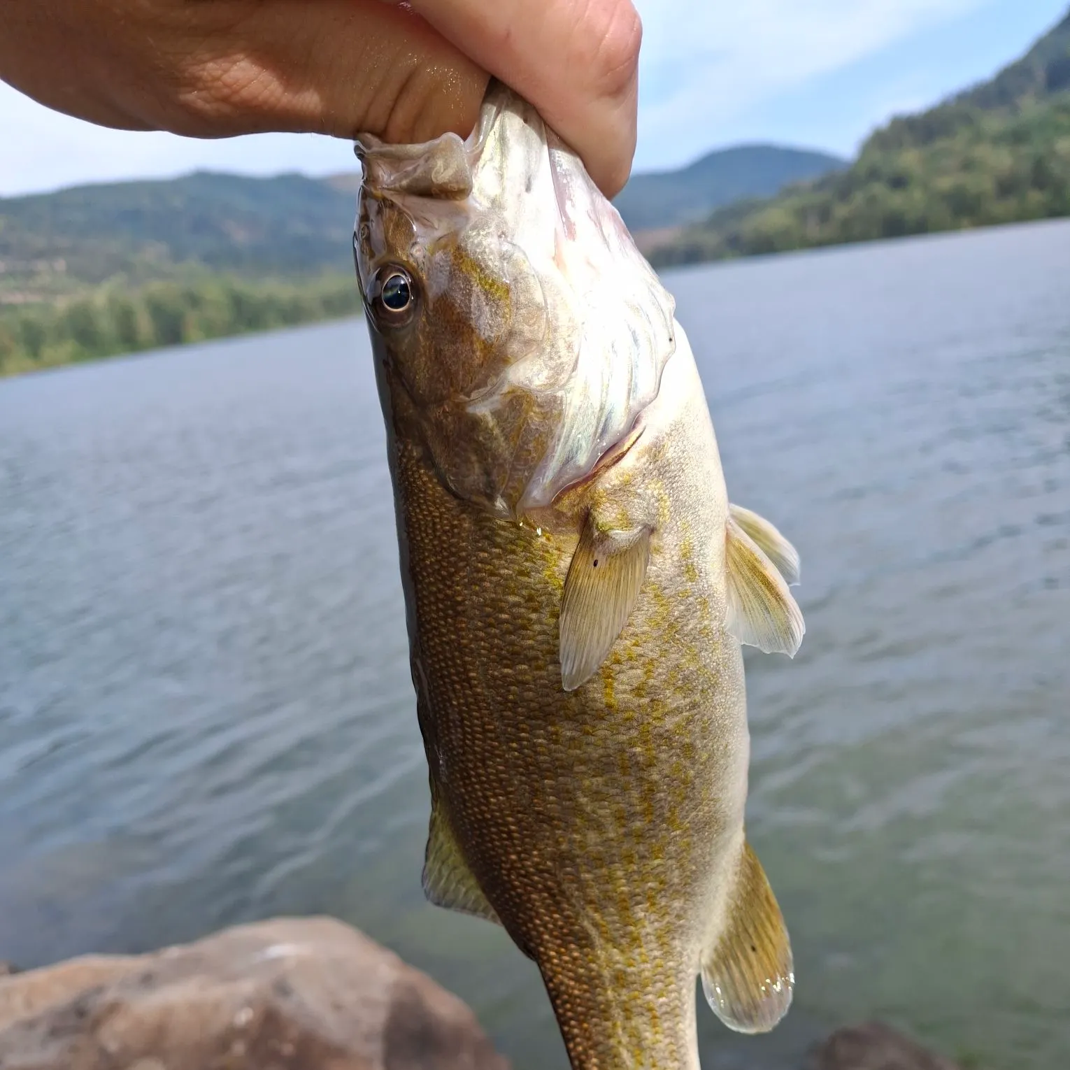 Smallmouth bass caught on Fishbrain