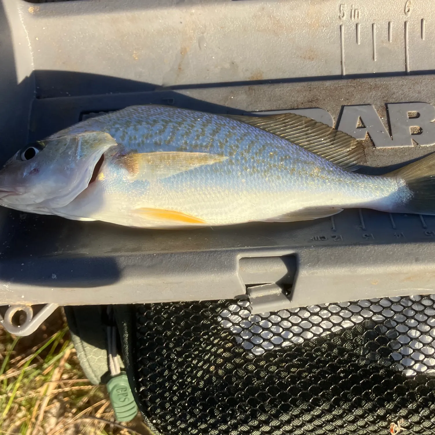 Atlantic croaker caught on Fishbrain