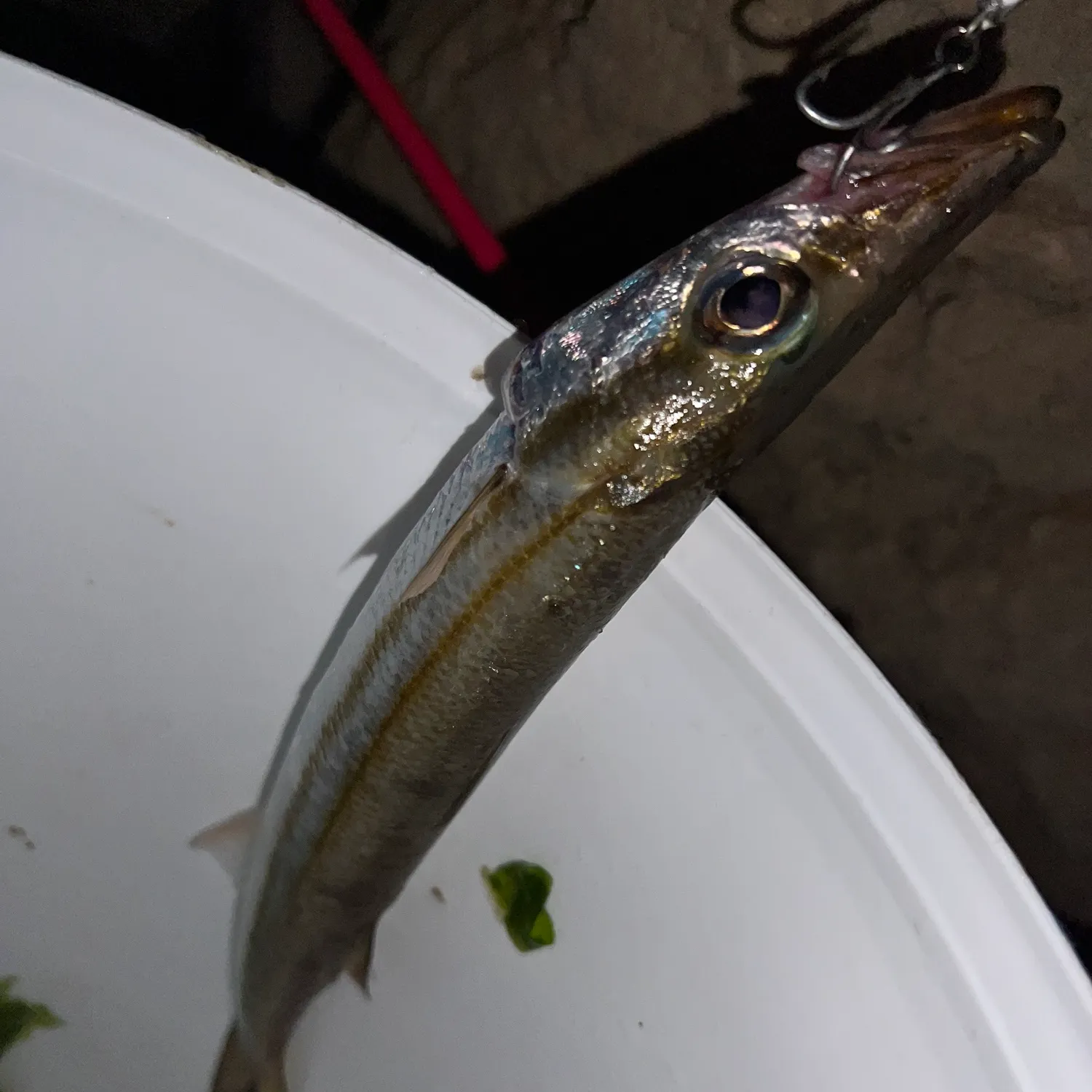 Fish caught on Fishbrain