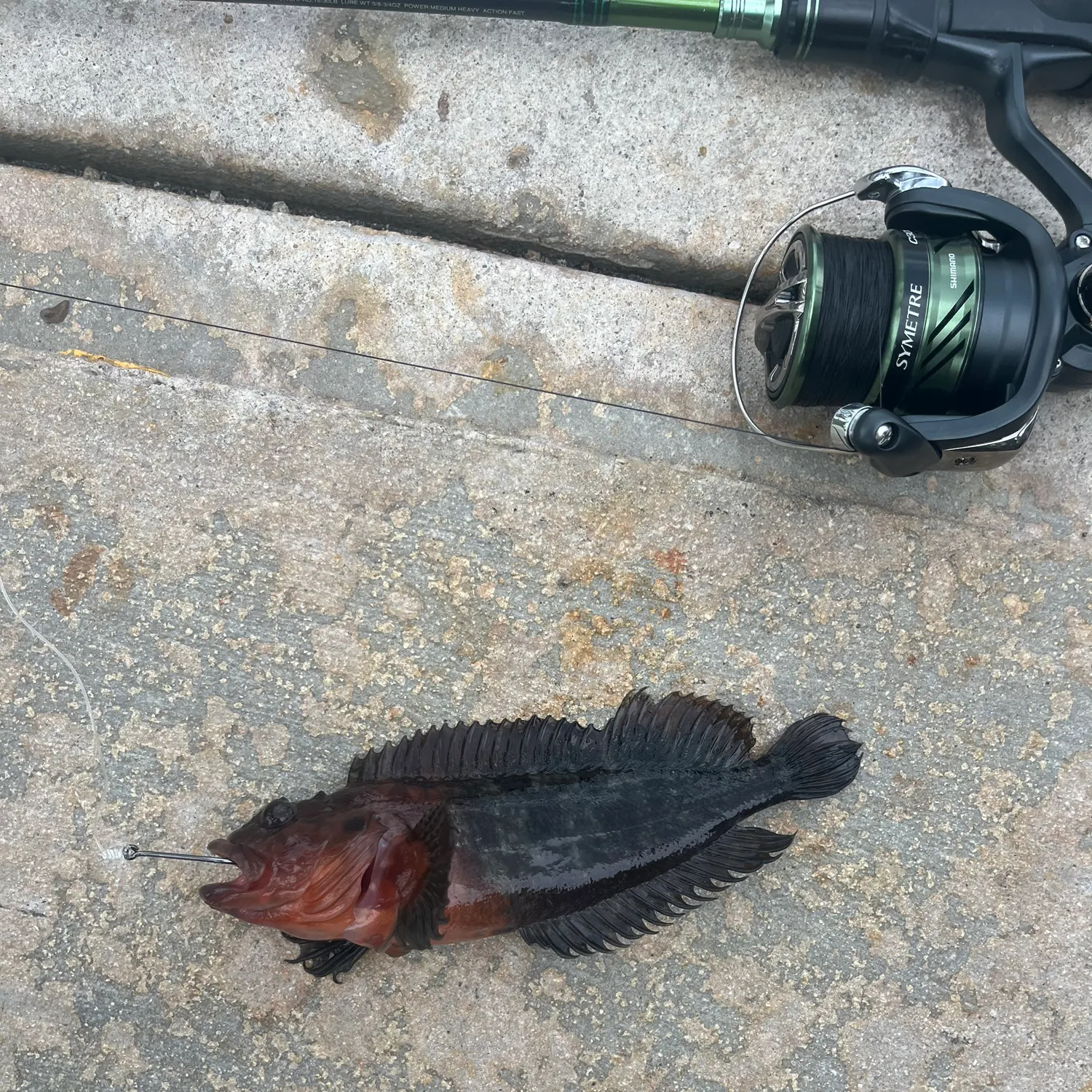 The most recent Shanny catches on Fishbrain