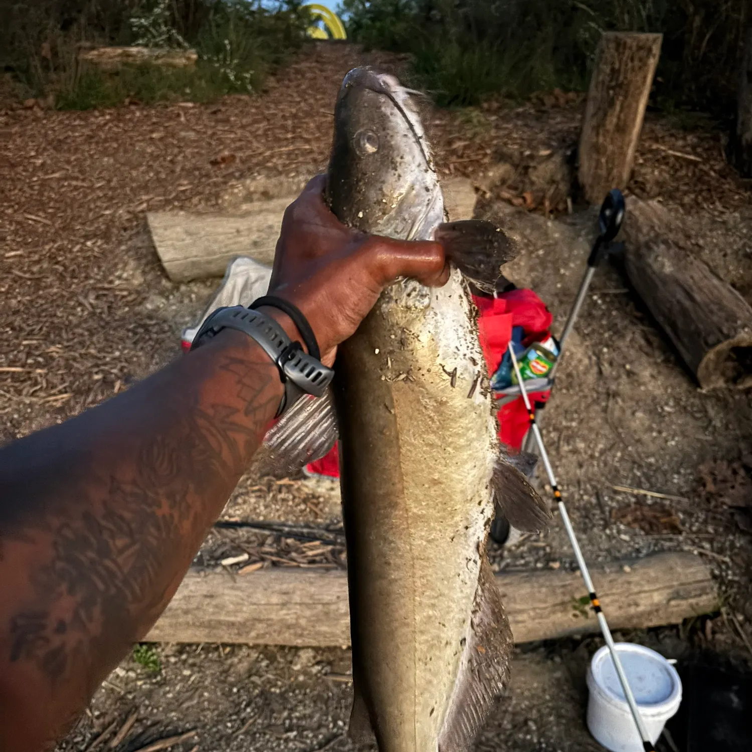 Channel catfish caught on Fishbrain