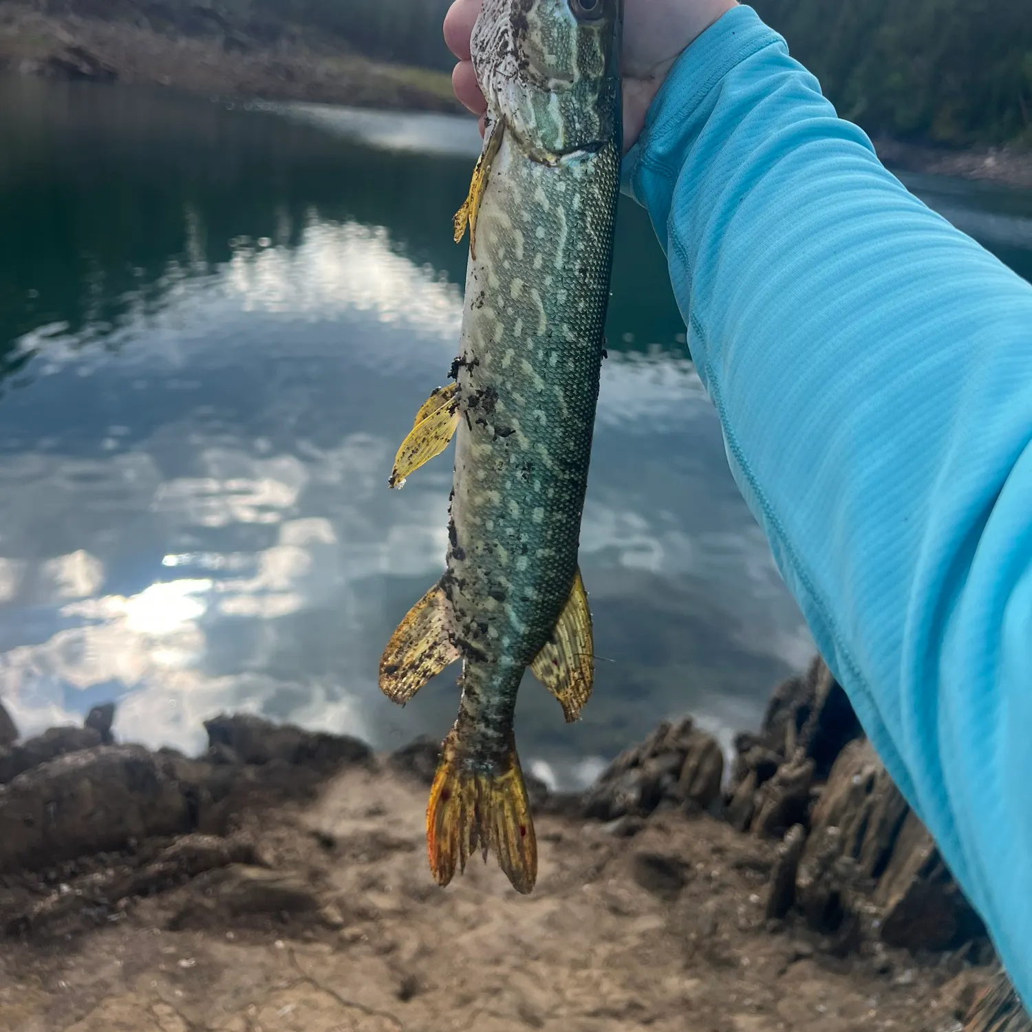 Northern pike caught on Fishbrain