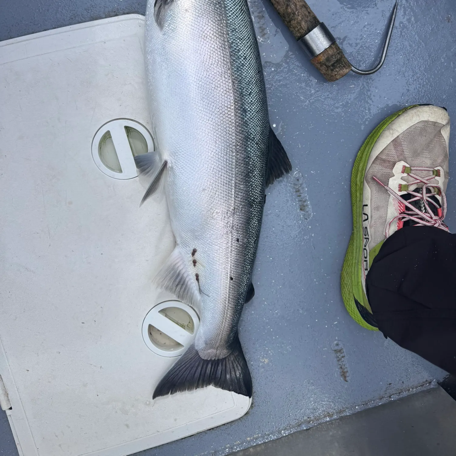 Coho salmon caught on Fishbrain