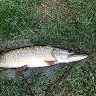 Northern pike caught on Fishbrain