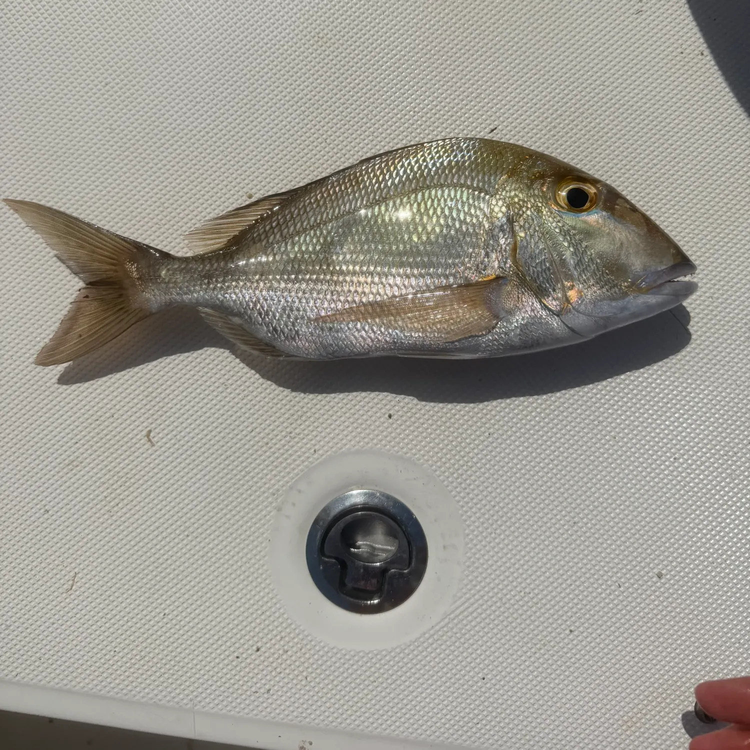 The most recent Jolthead porgy catches on Fishbrain