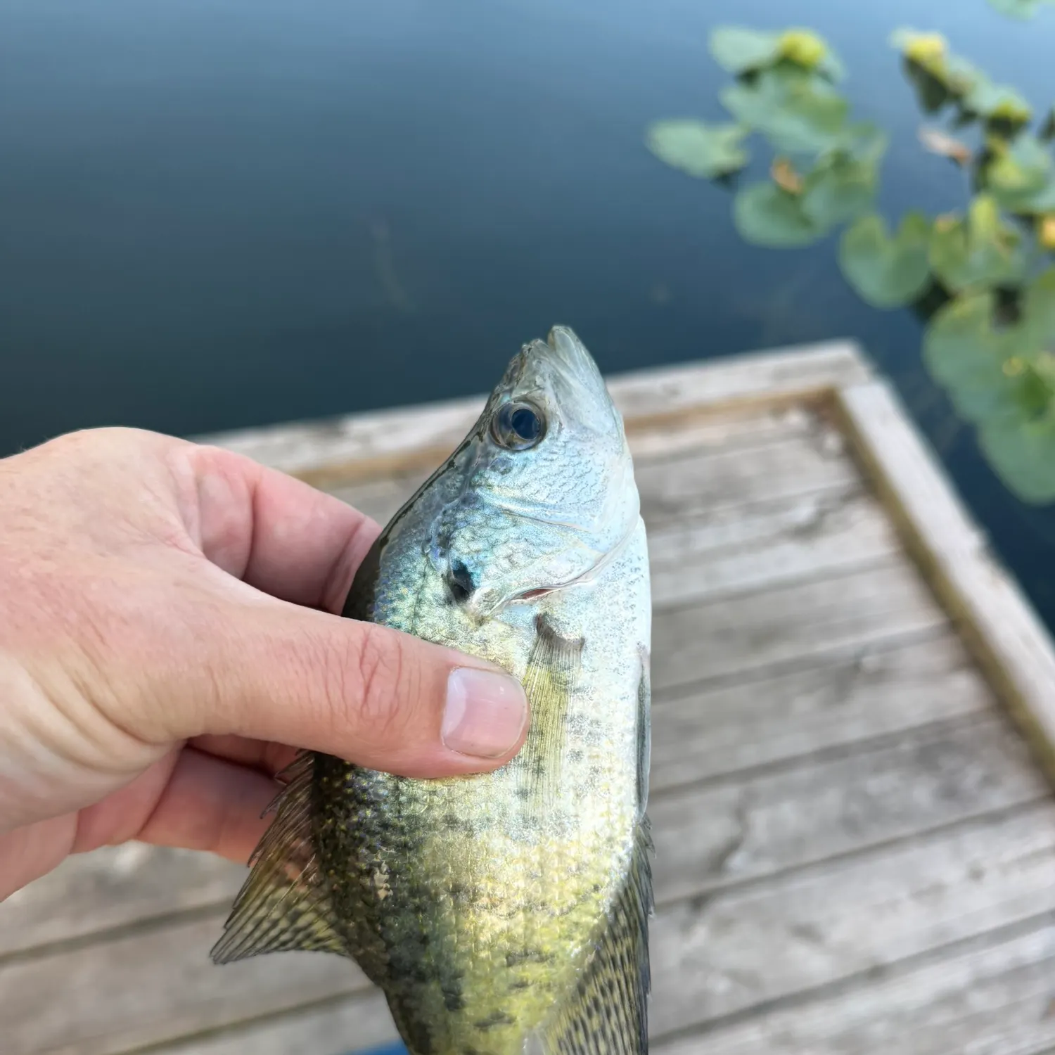 White crappie caught on Fishbrain