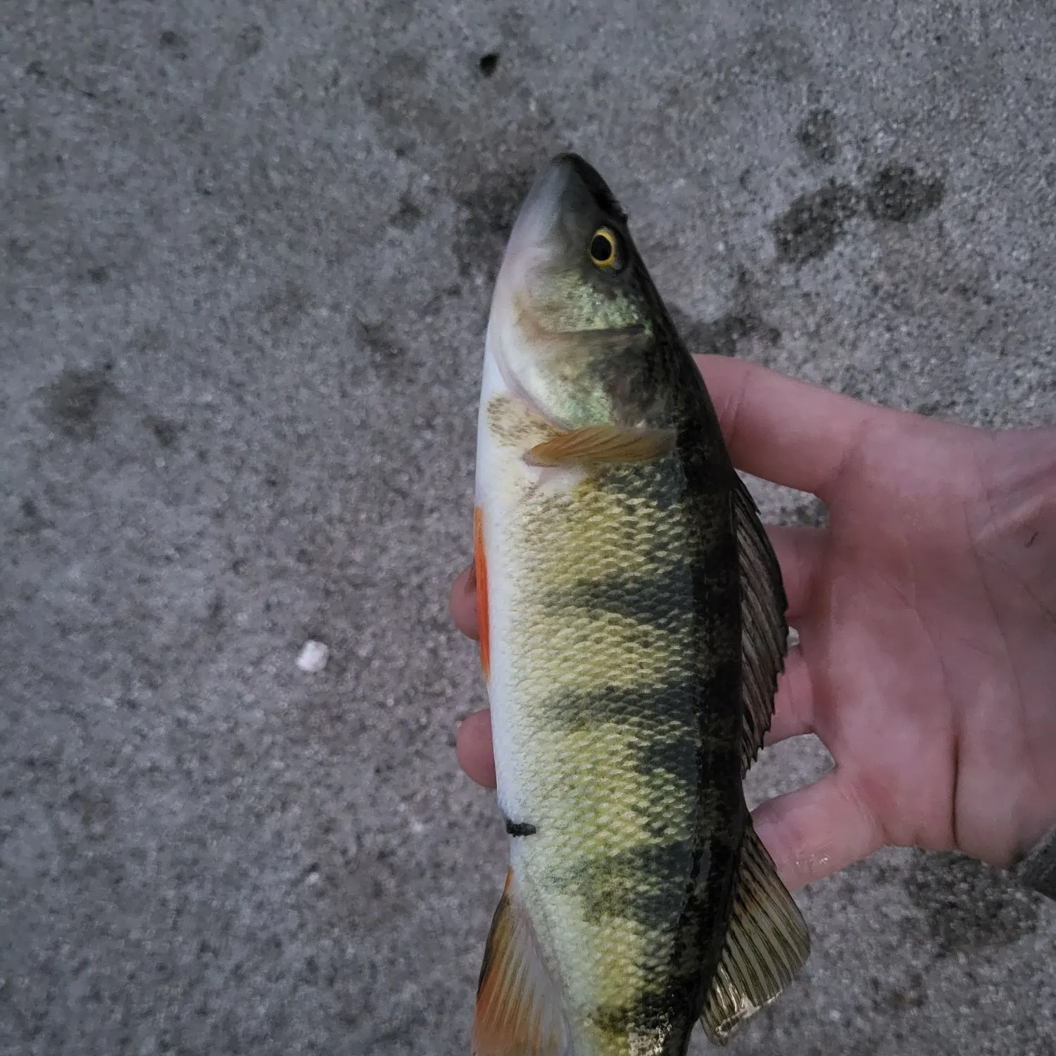 Yellow perch caught on Fishbrain