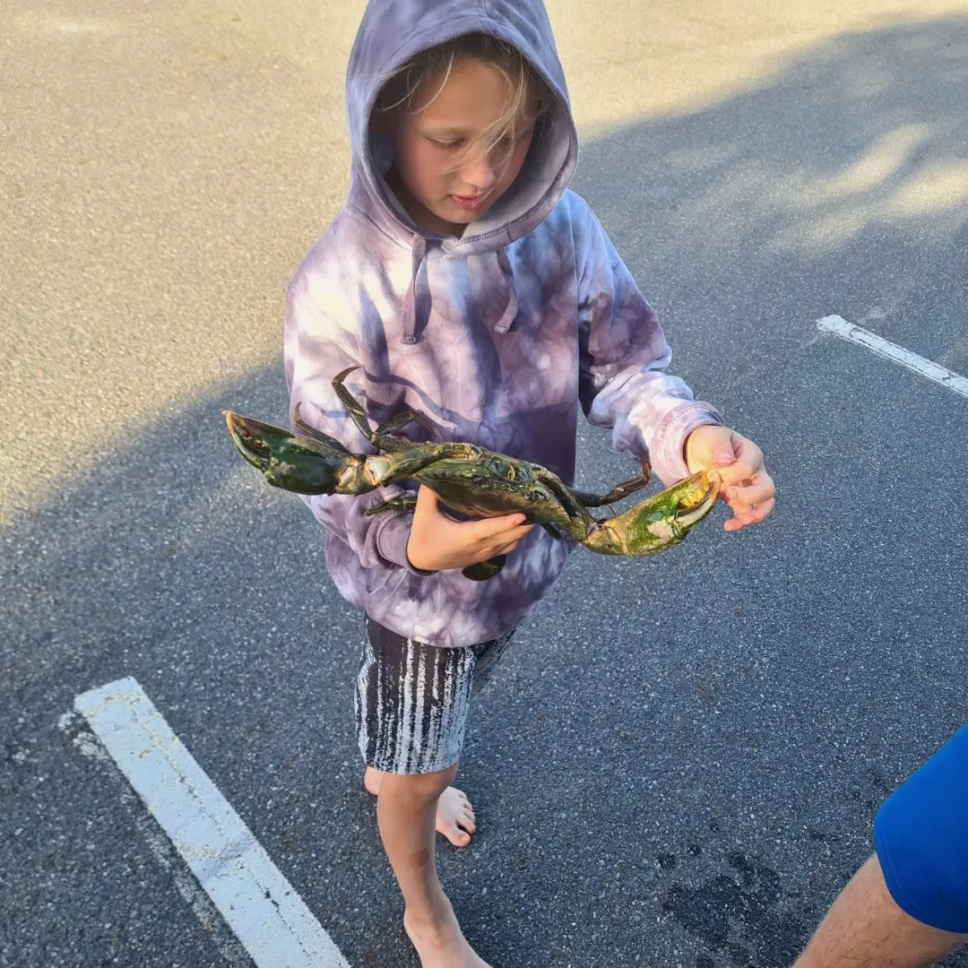 The most recent Giant mud crab catches on Fishbrain