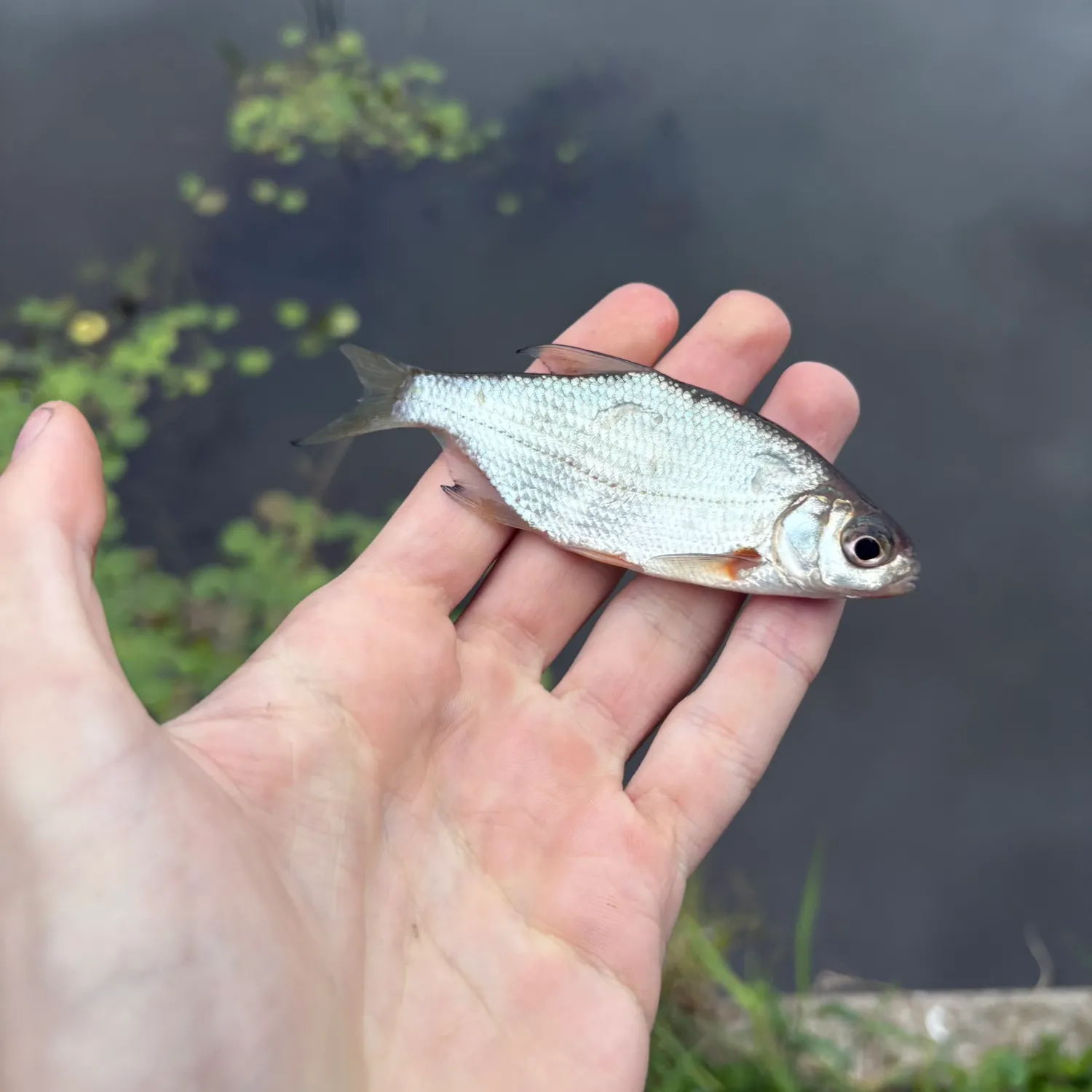White bream caught on Fishbrain