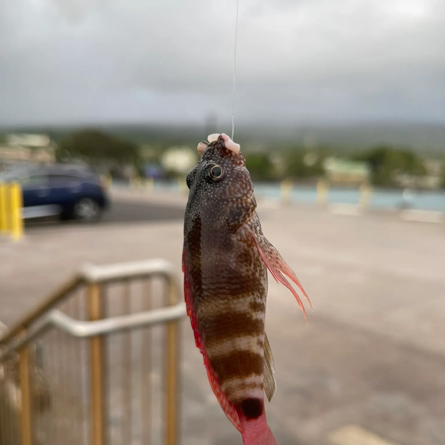 The most recent Banded wrasse catches on Fishbrain