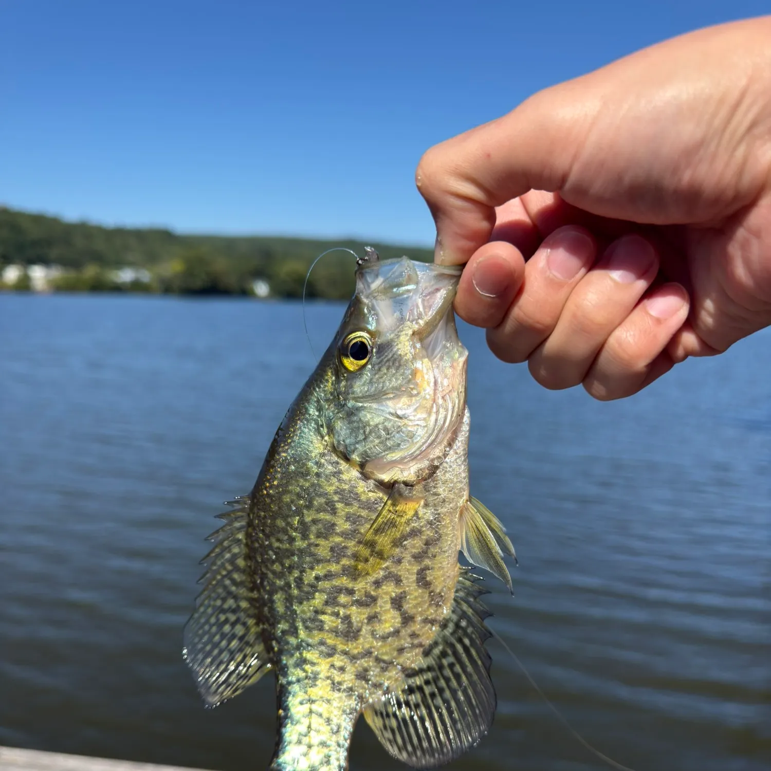 Black crappie caught on Fishbrain