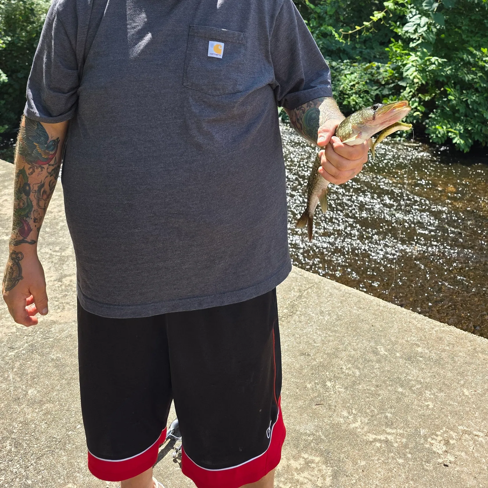 Chain pickerel caught on Fishbrain