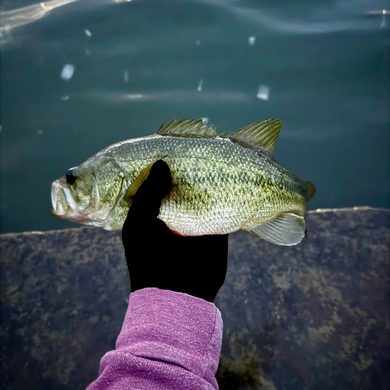 Largemouth bass caught on Fishbrain