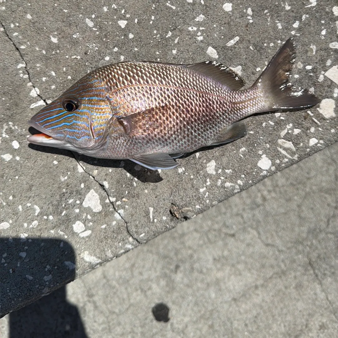 White grunt caught on Fishbrain