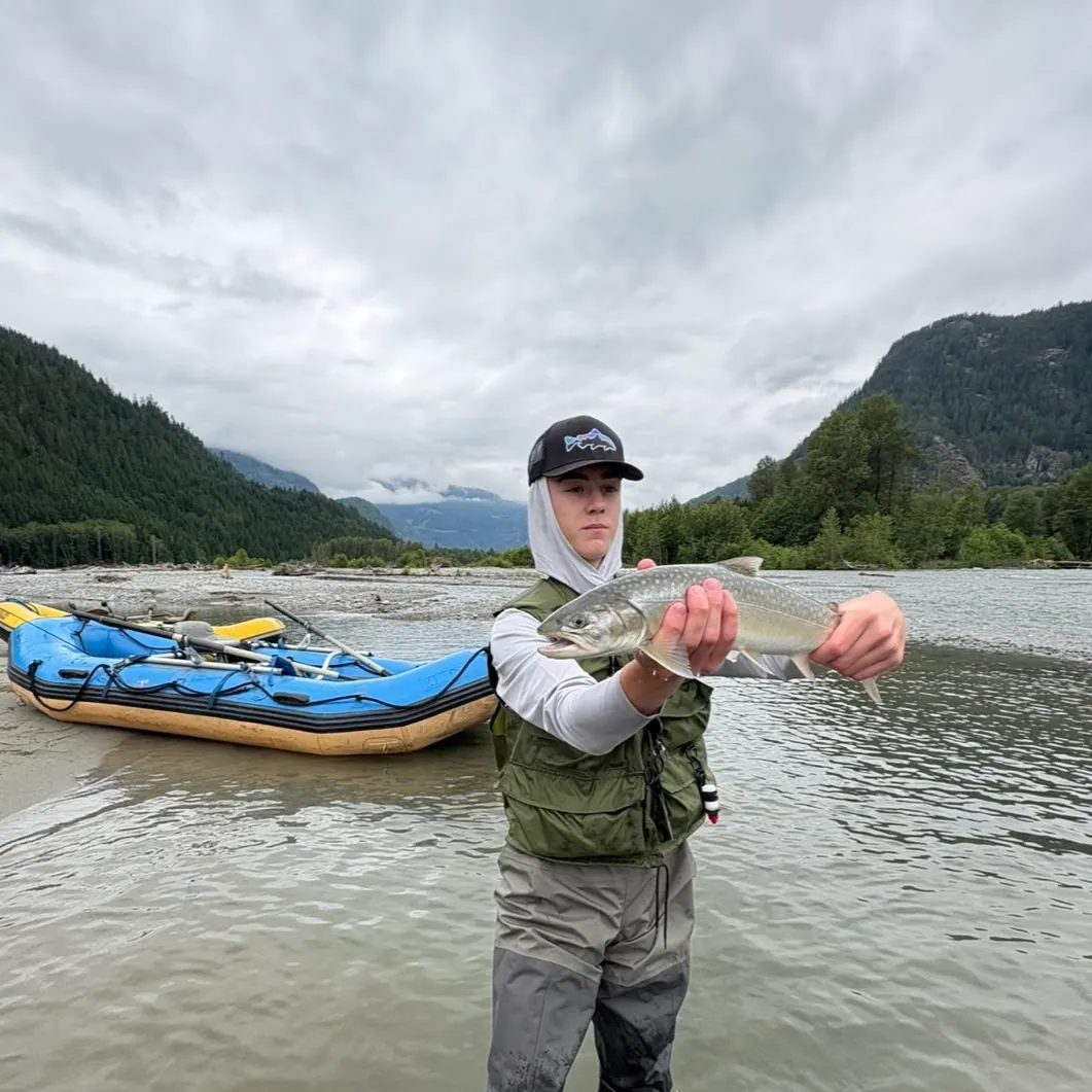 The most recent Bull trout catches on Fishbrain