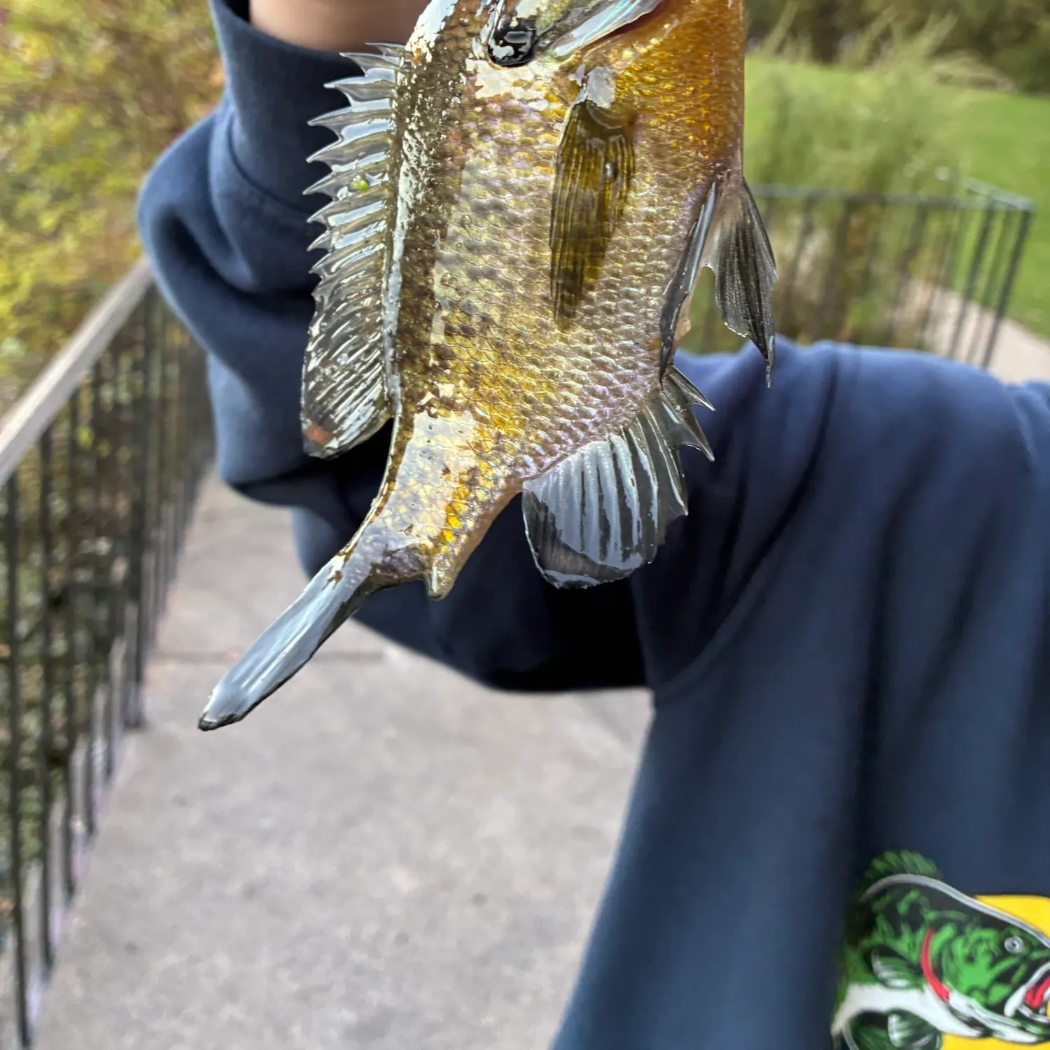 Bluegill caught on Fishbrain